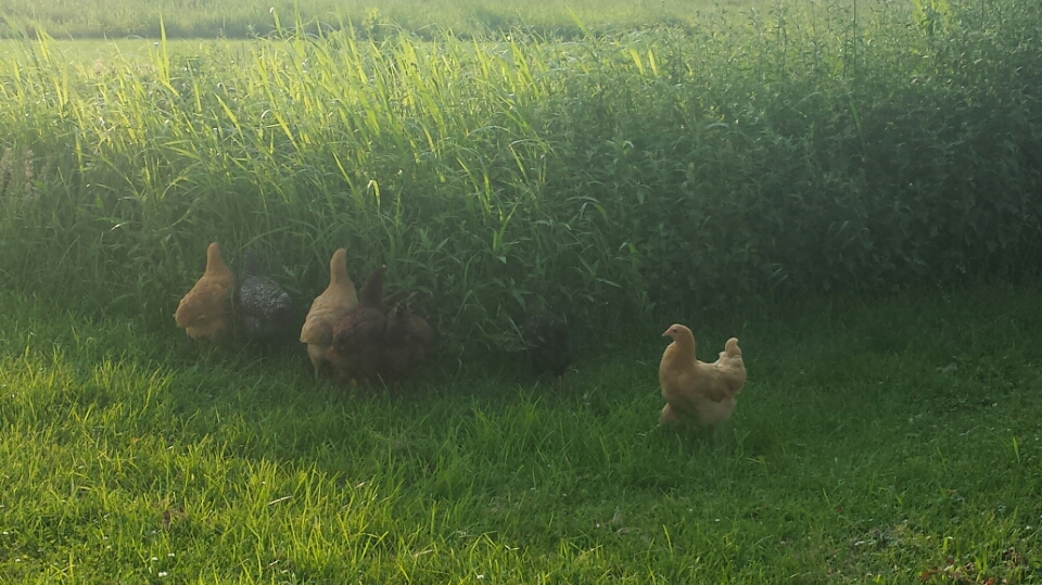 Free ranging is the best:)