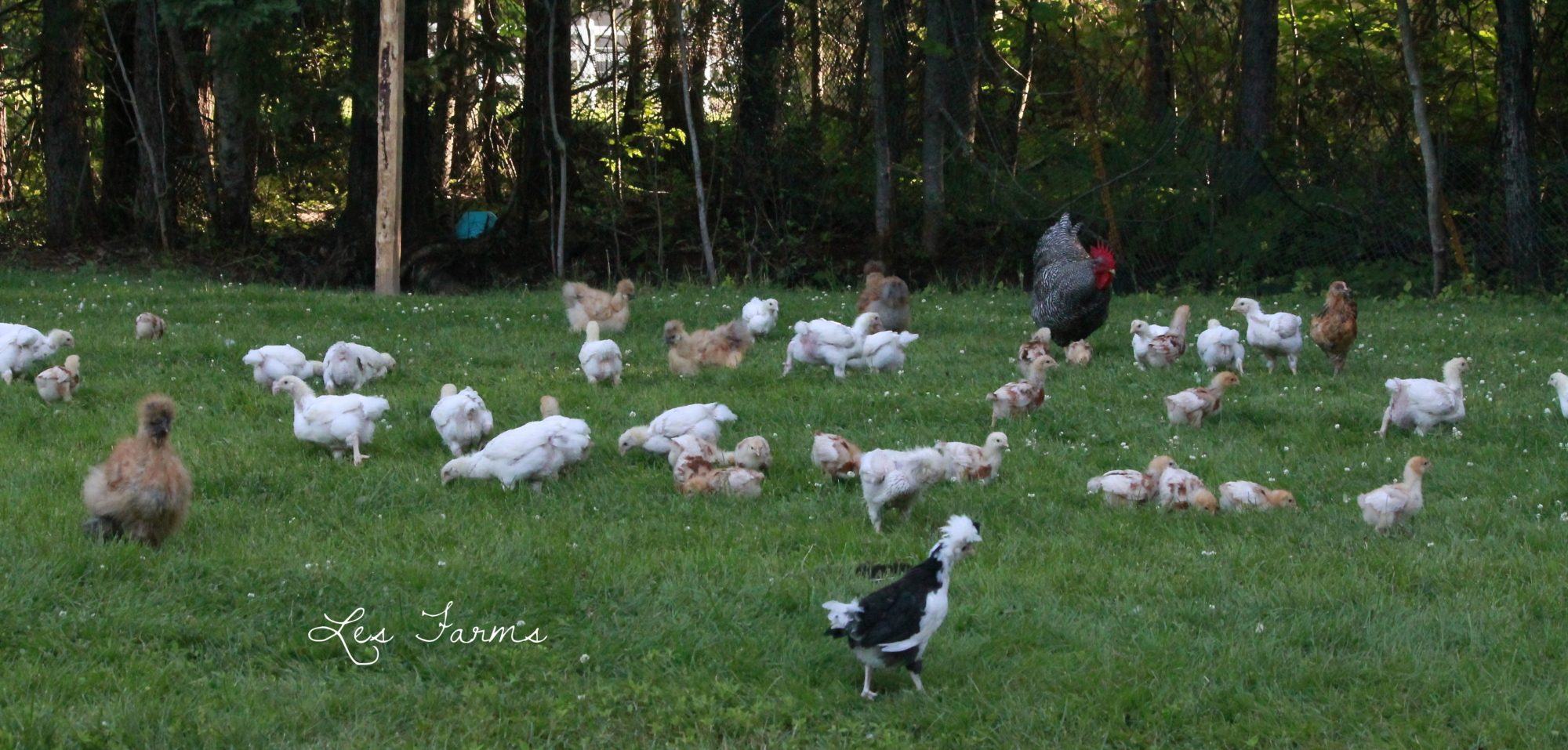 Free ranging meaties, layers, Silkies, EEs, Mottled Houdans and of course Cletus the Barred Plymouth Rock is supervising!