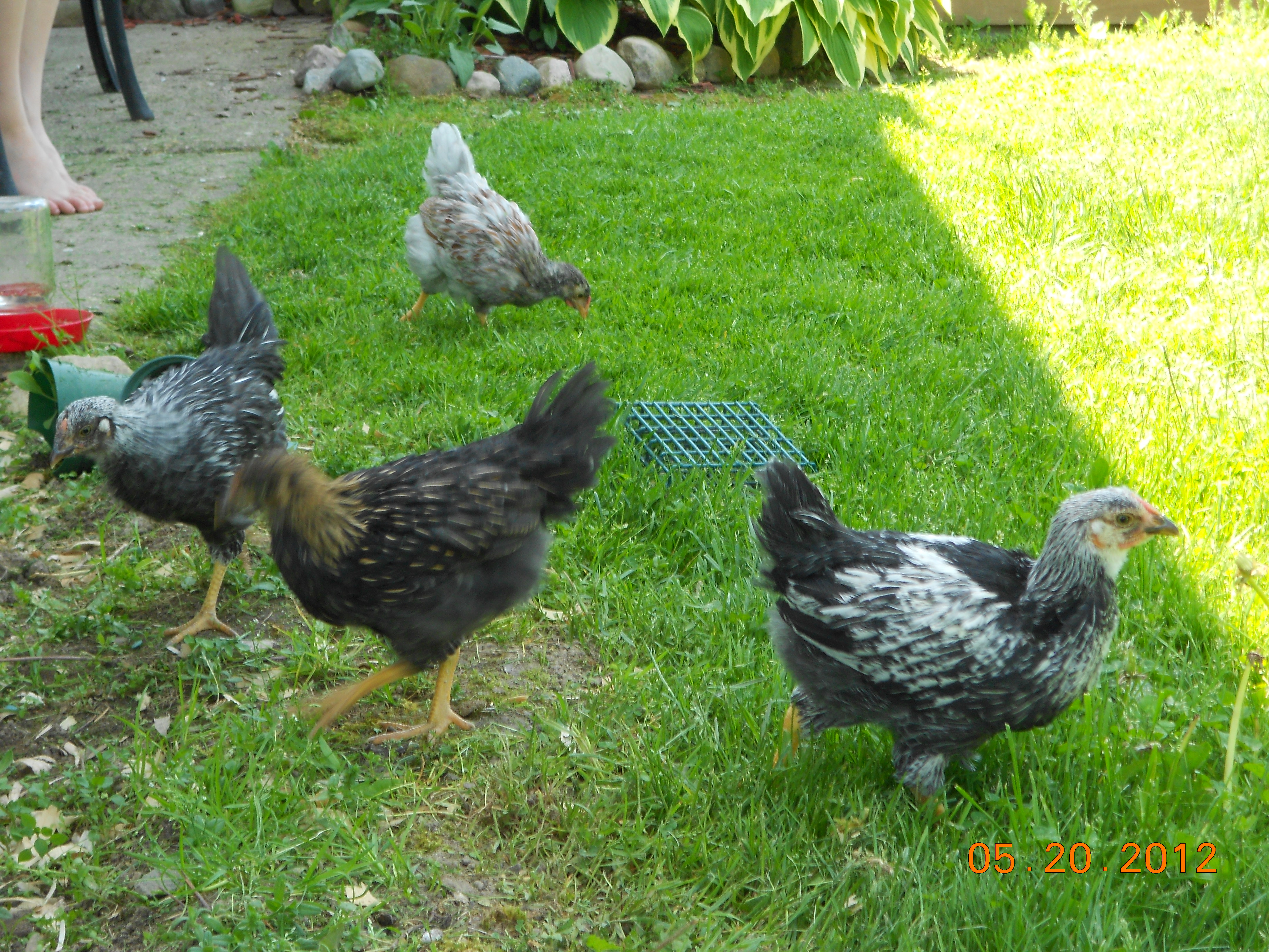free ranging now! peepers says: follow me..