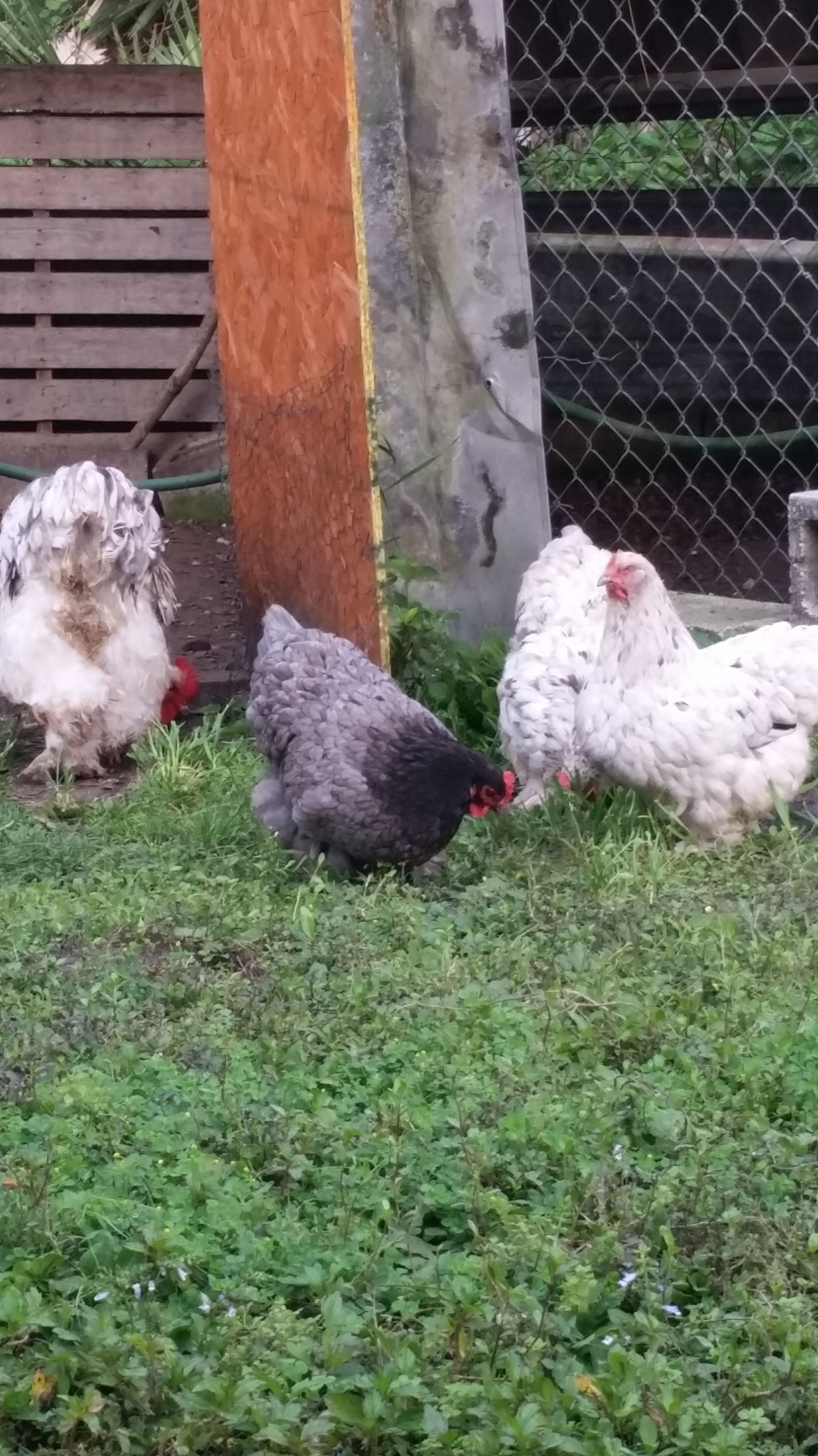 Free ranging the cochins