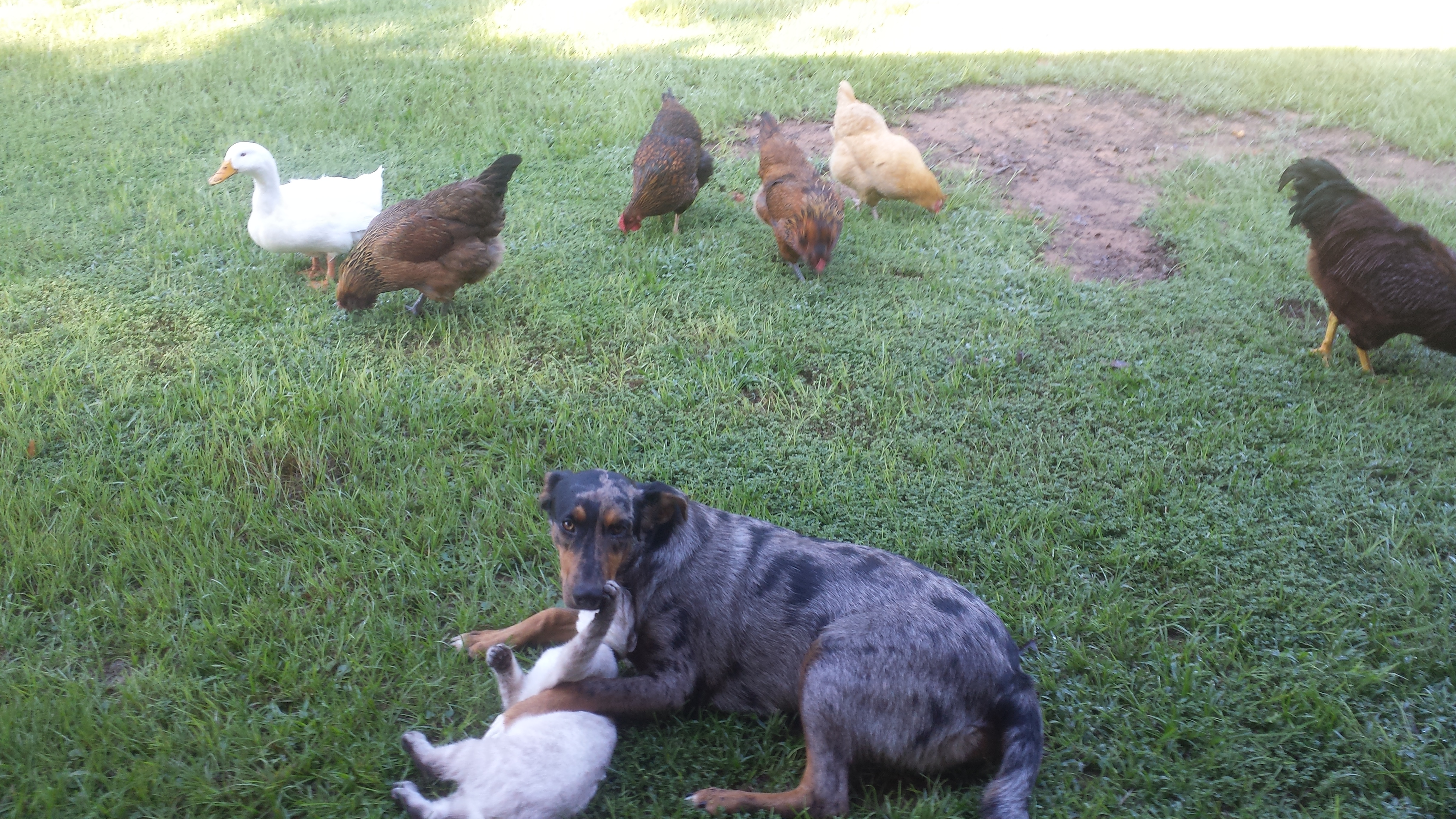 Free ranging with the guard dog... and cat.