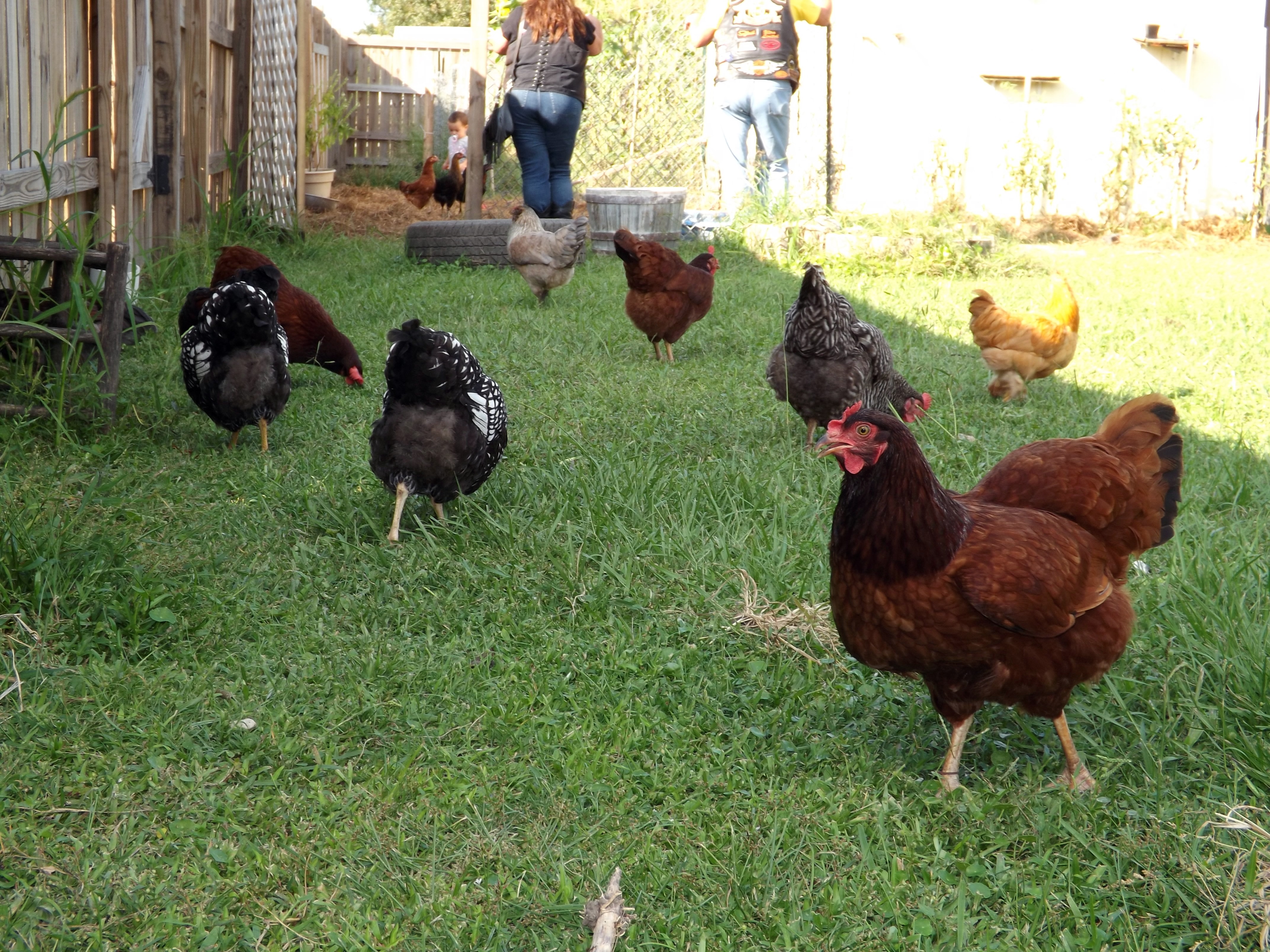Free ranging