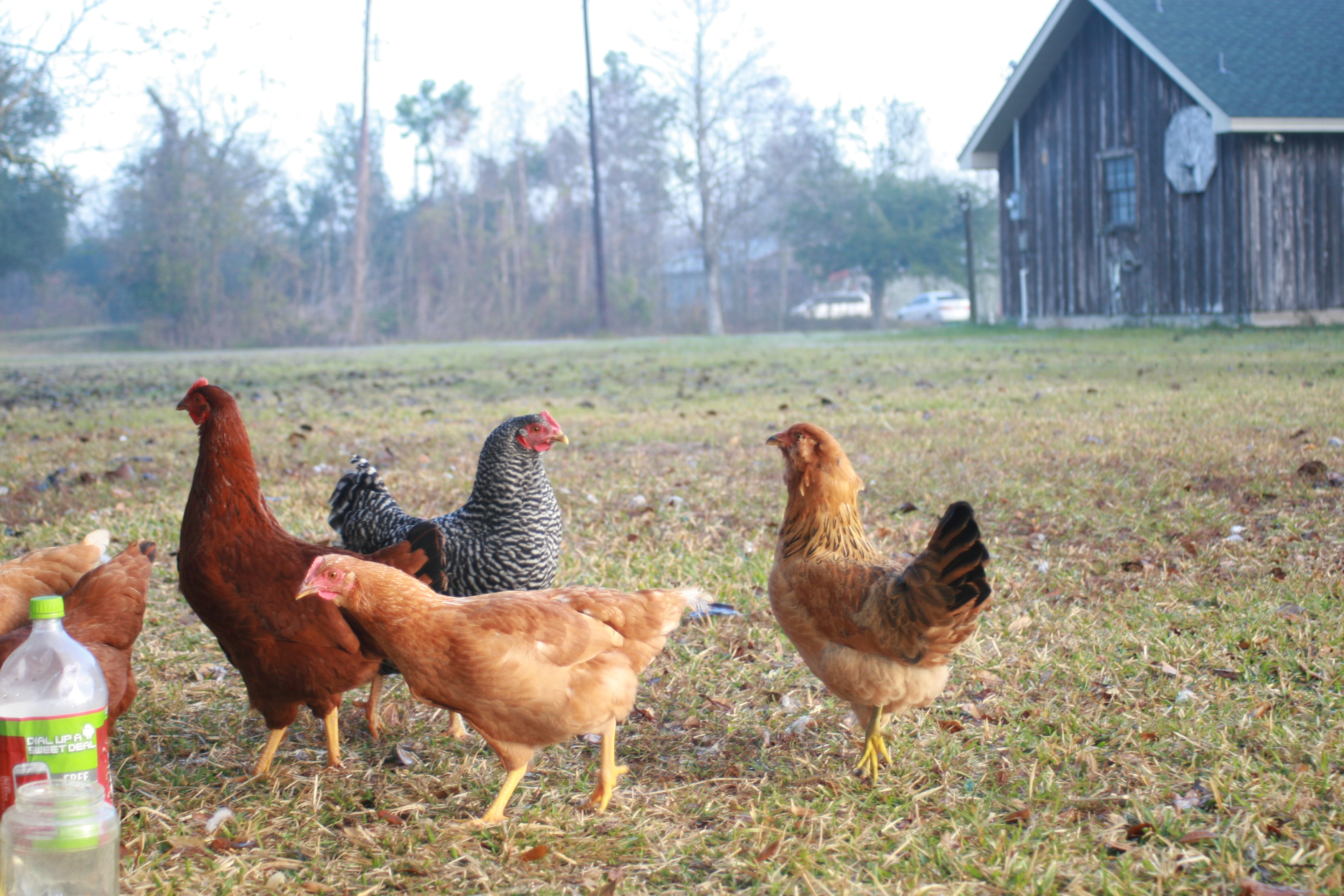 Free ranging