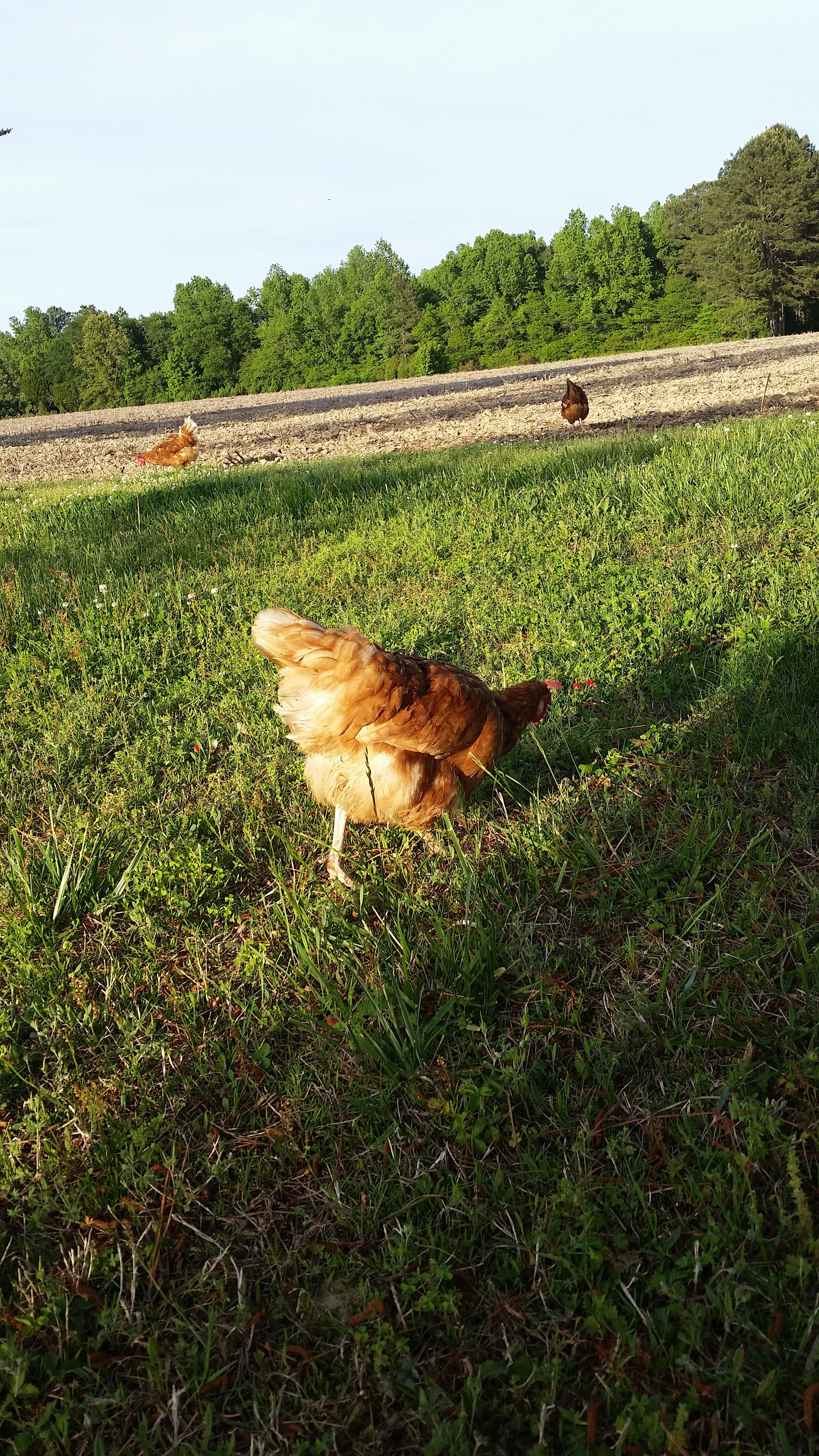 Free ranging