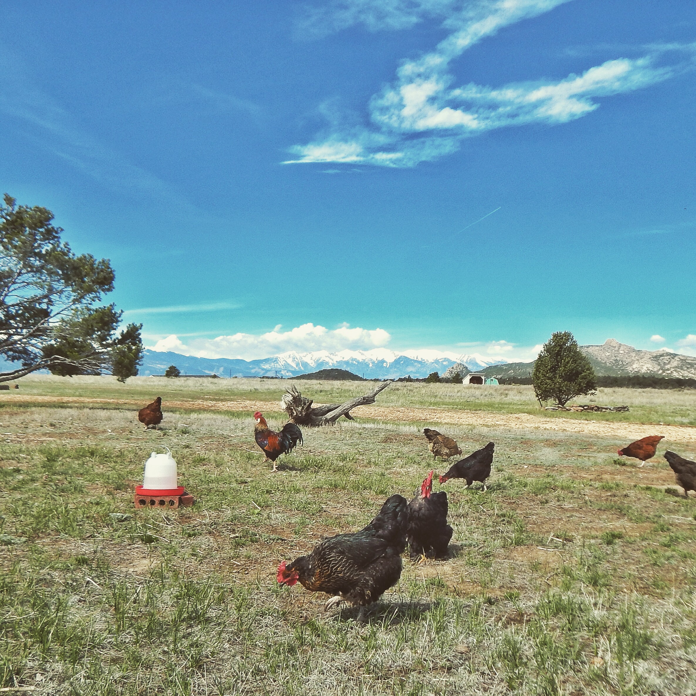 Free Ranging
