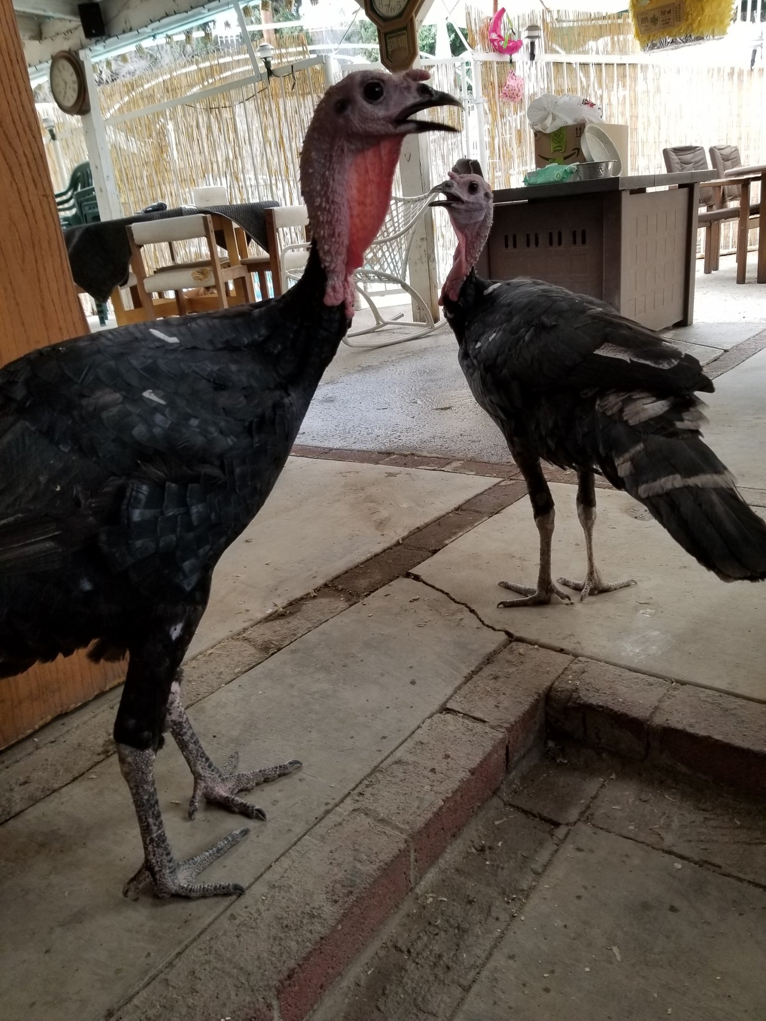Free ranging