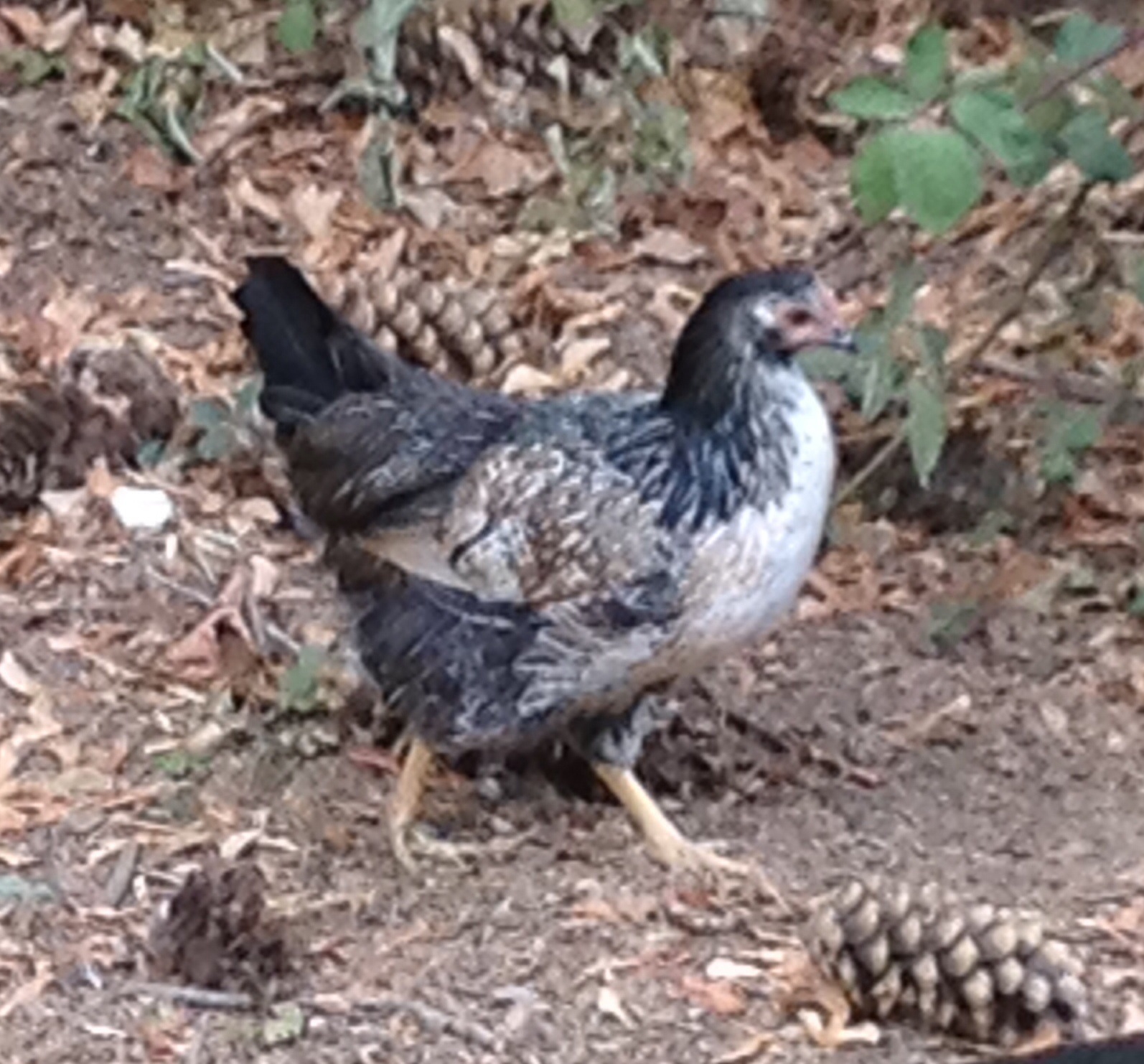 Freedom Mutt Pullet at about 4 months.