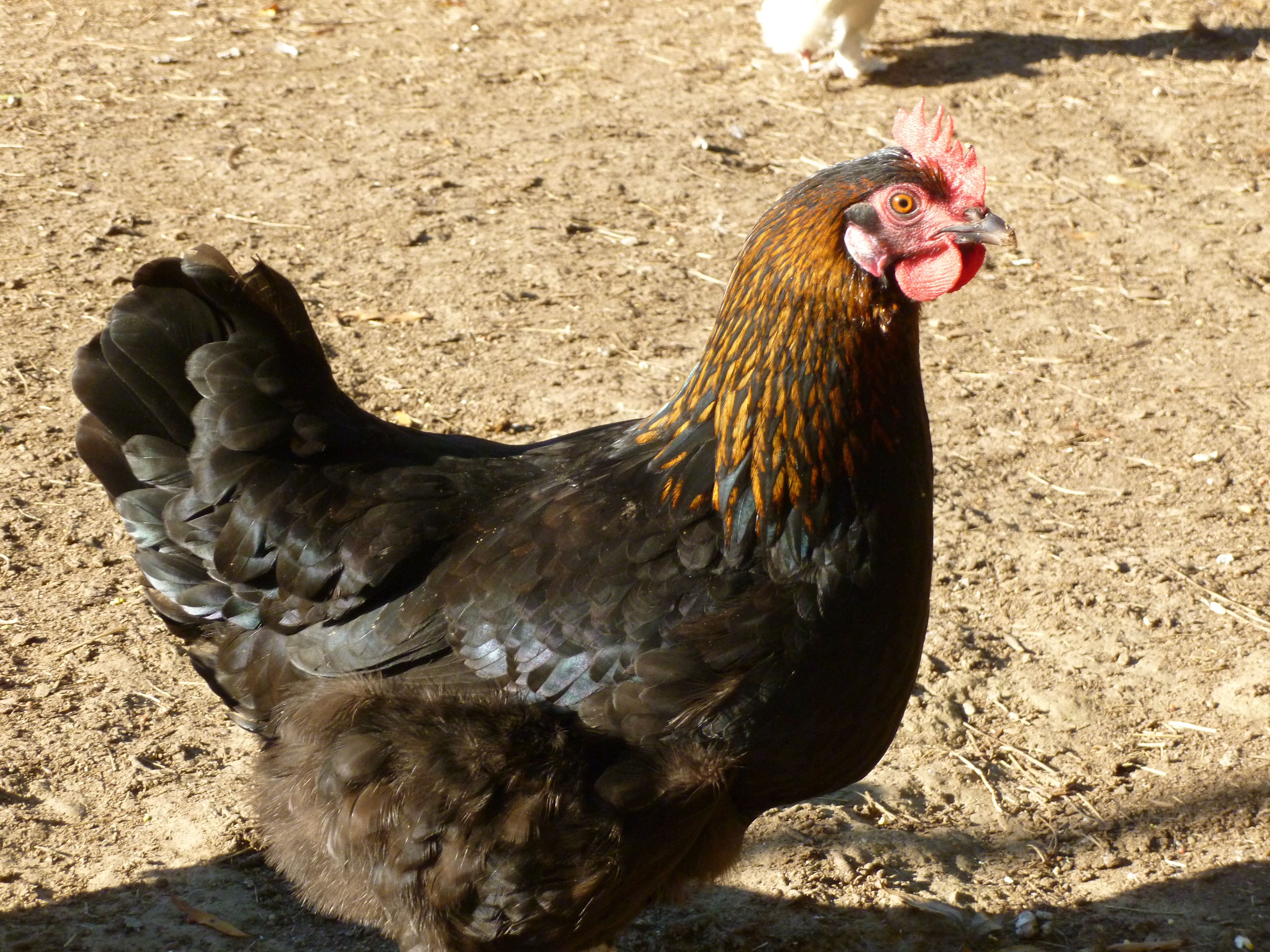 French black copper marans hen
