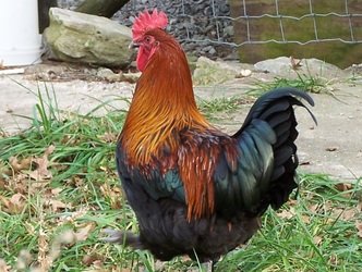 French Black Copper Marans Rooster Pure Wade Jeane Line Back