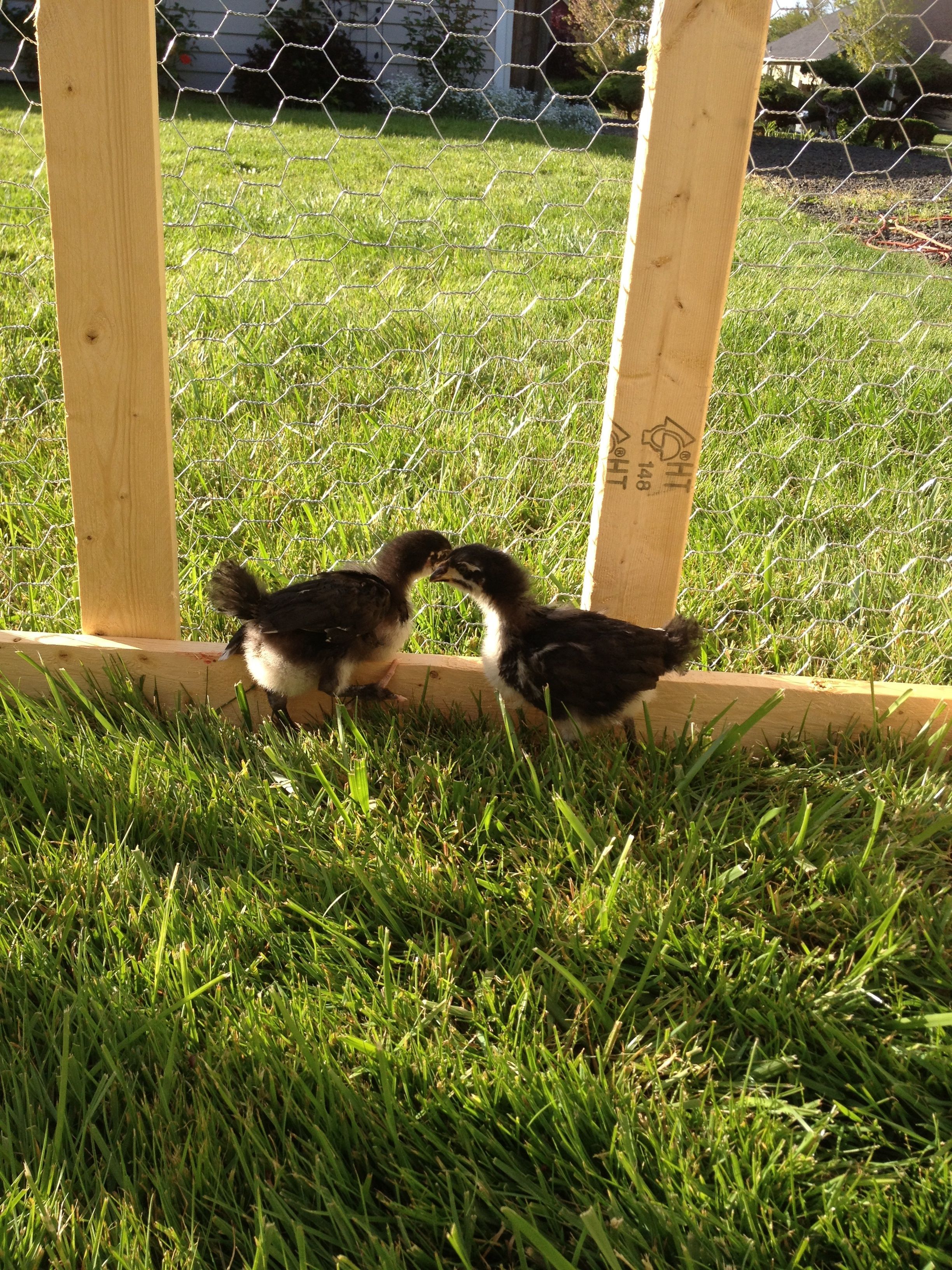 French black copper marans