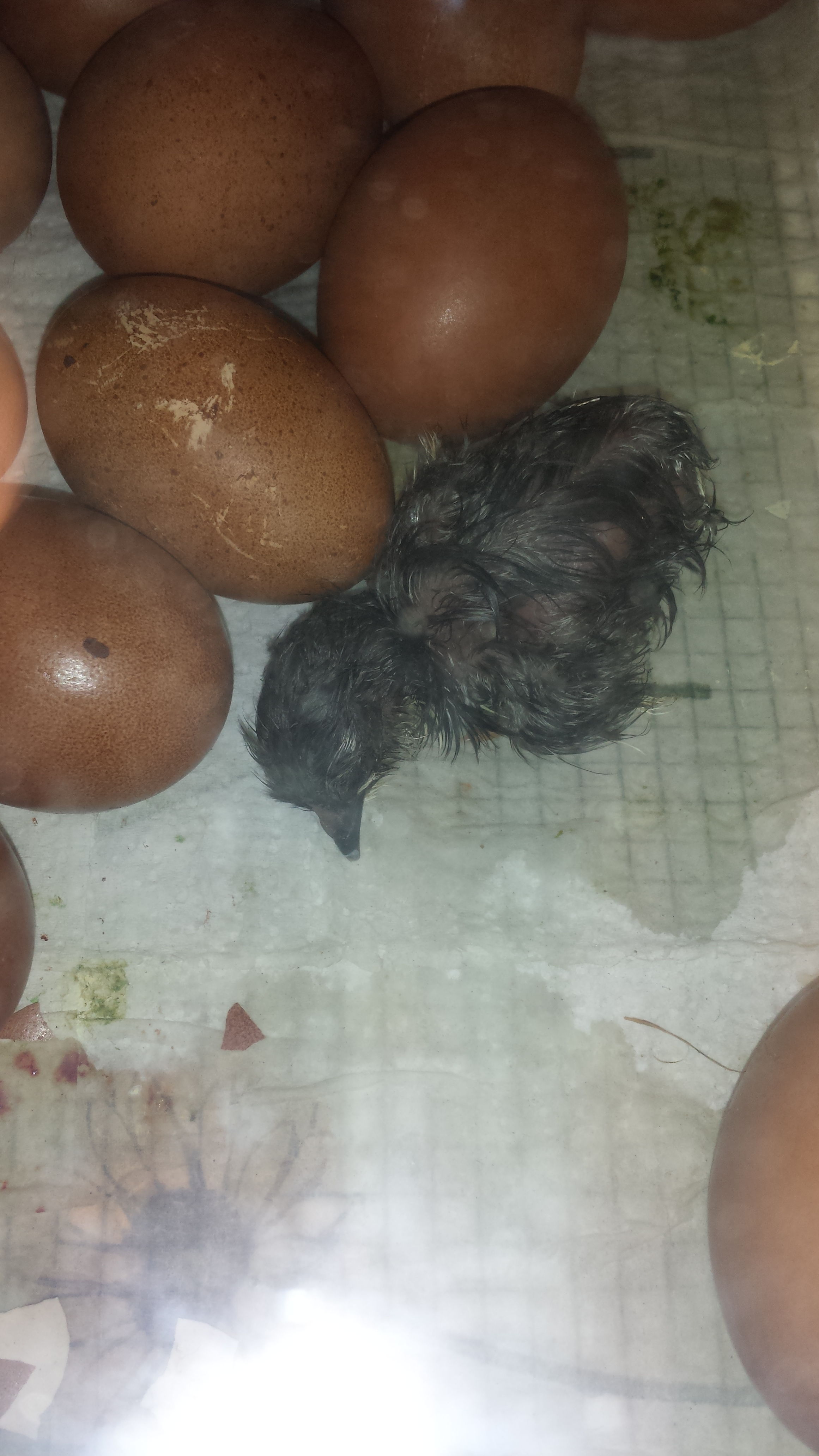 French cuckoo maran just hatched