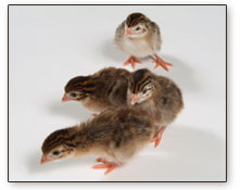 French Guinea Keets (chicks)