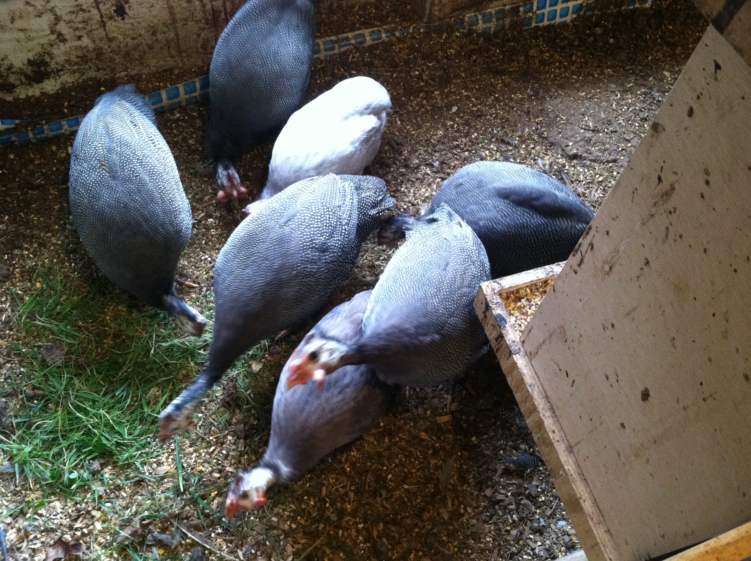 French/Jumbo Guineas and light Violet Guinea near back, regular Violet Guinea in front.