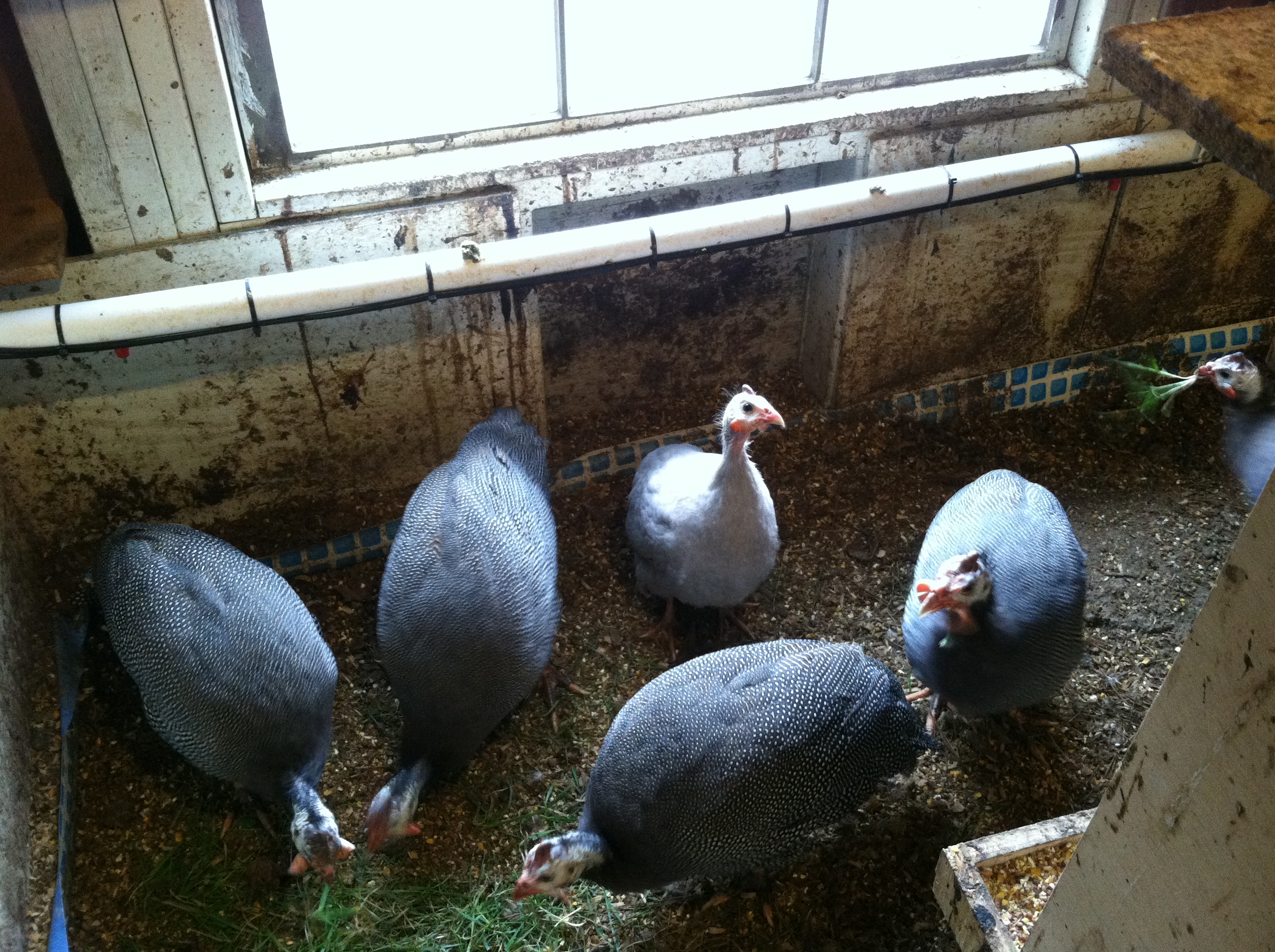 French/Jumbo Guineas with light colored Violet Guinea for size comparison.