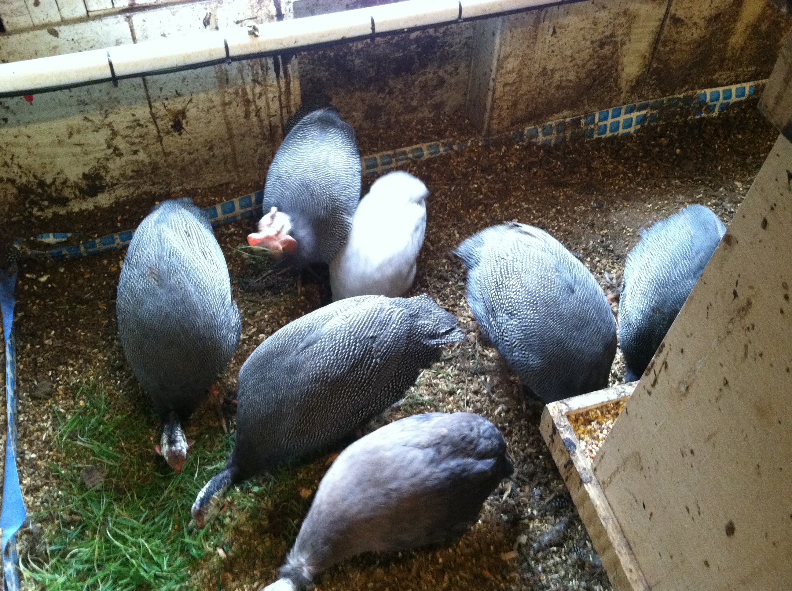 French/Jumbo Guineas with light colored Violet Guinea in middle and regular Violet Guinea in front for size comparison.