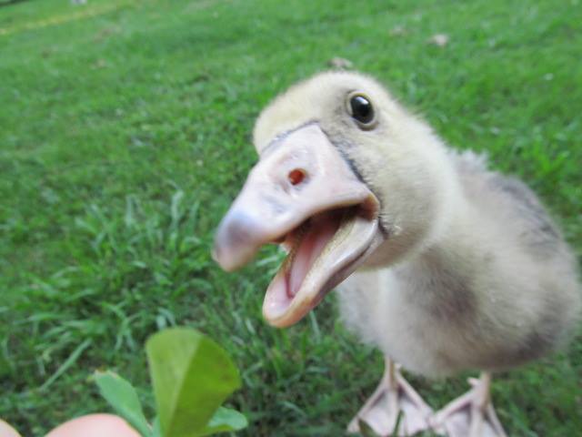 *French Toulouse Gosling