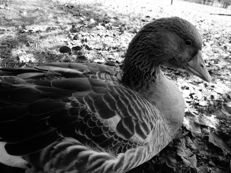 *
French Toulouse 
He is my biggest baby :)