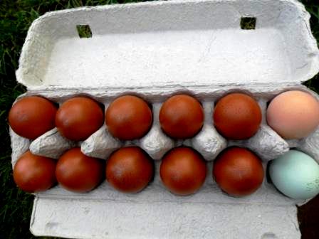 French Wheaten Marans eggs with an Araucana and cross bred hens egg for comparison.