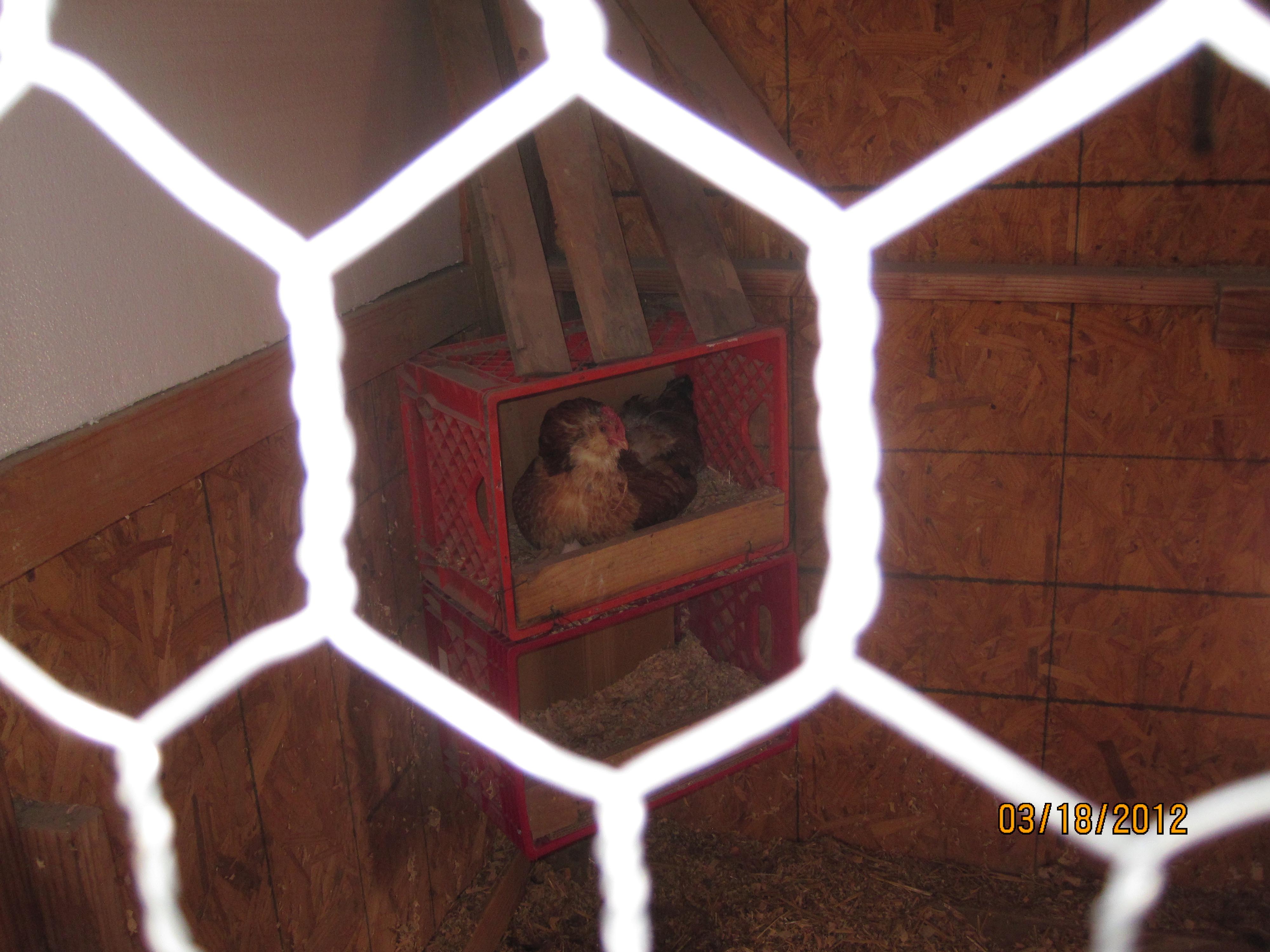 Frenchie in nest