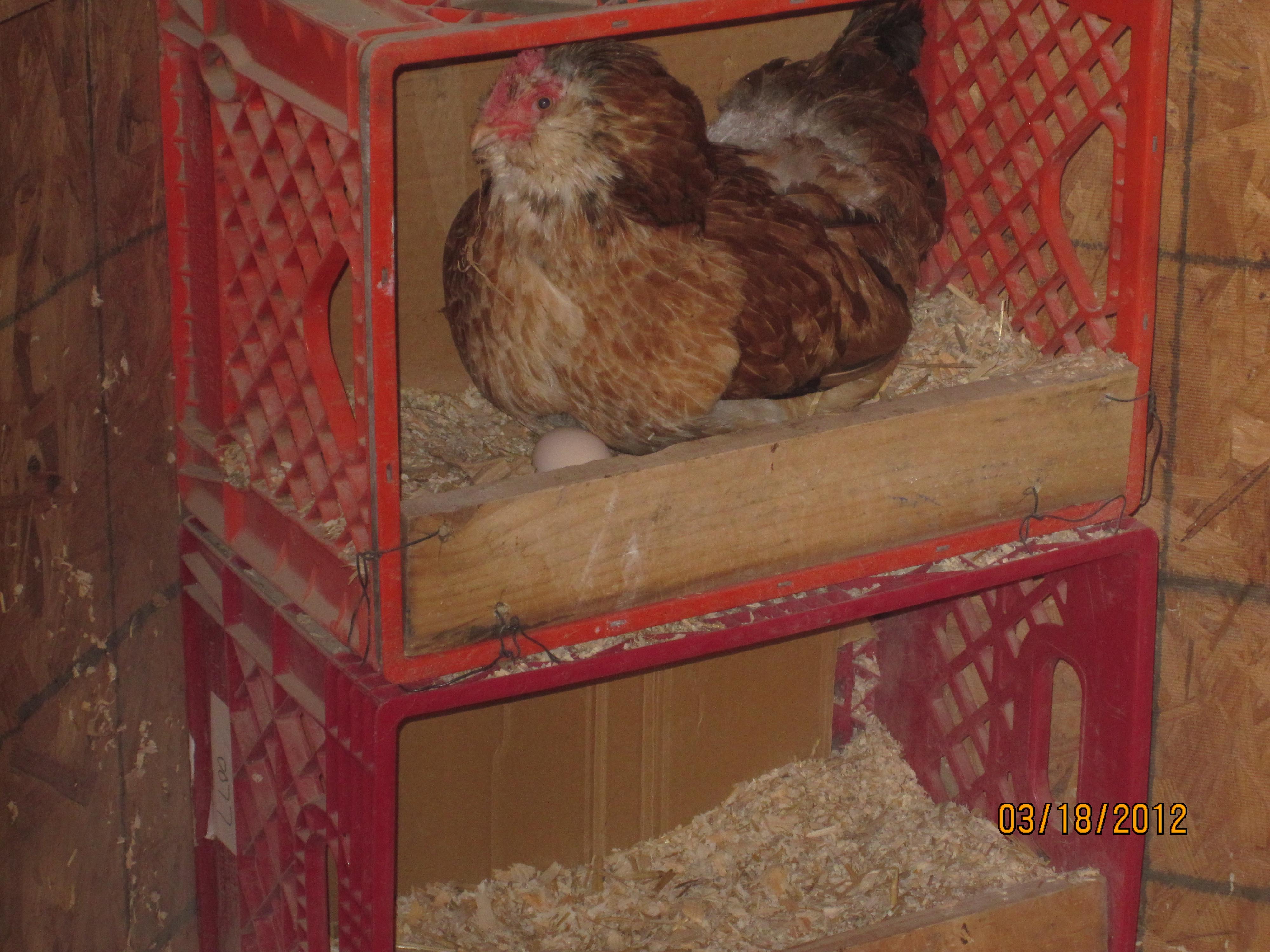 Frenchie lays an egg
