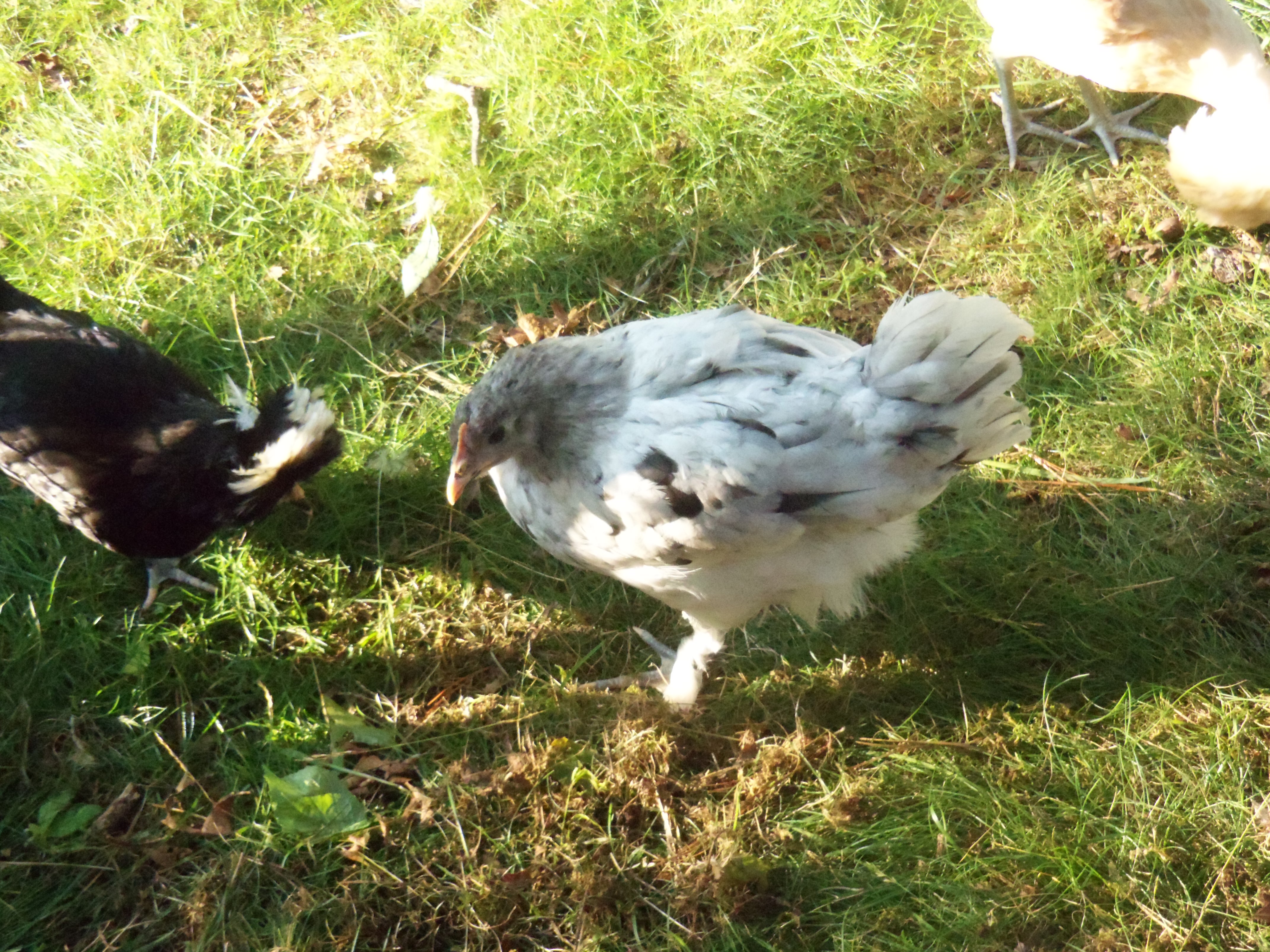 Frenchie, the Blue (more like Black) Splash Marans.