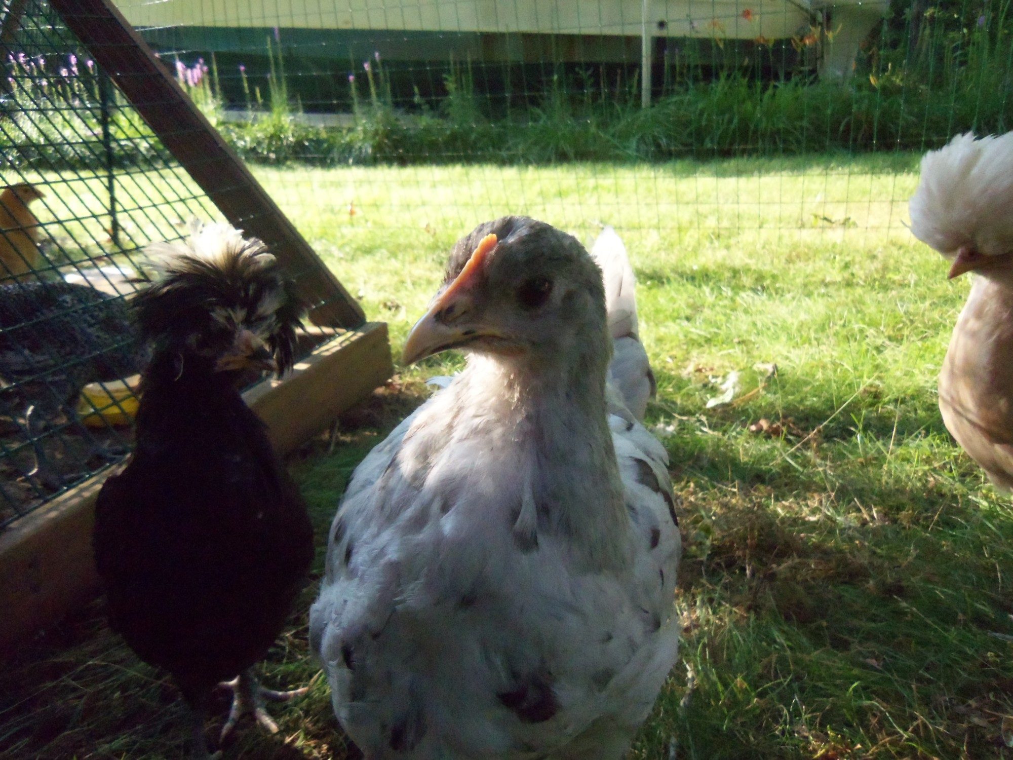 Frenchie, the Blue (more like Black) Splash Marans.