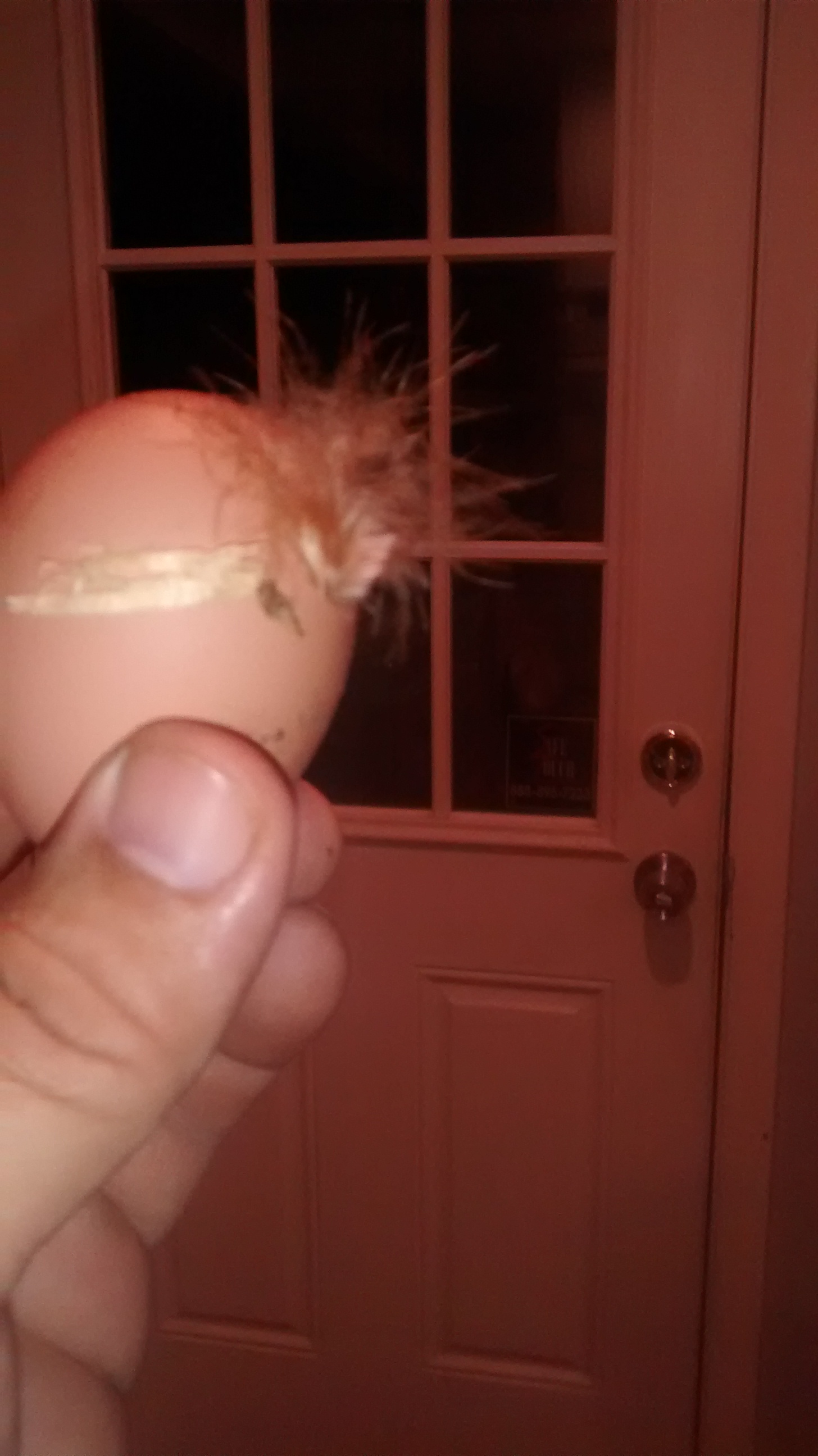fresh egg !