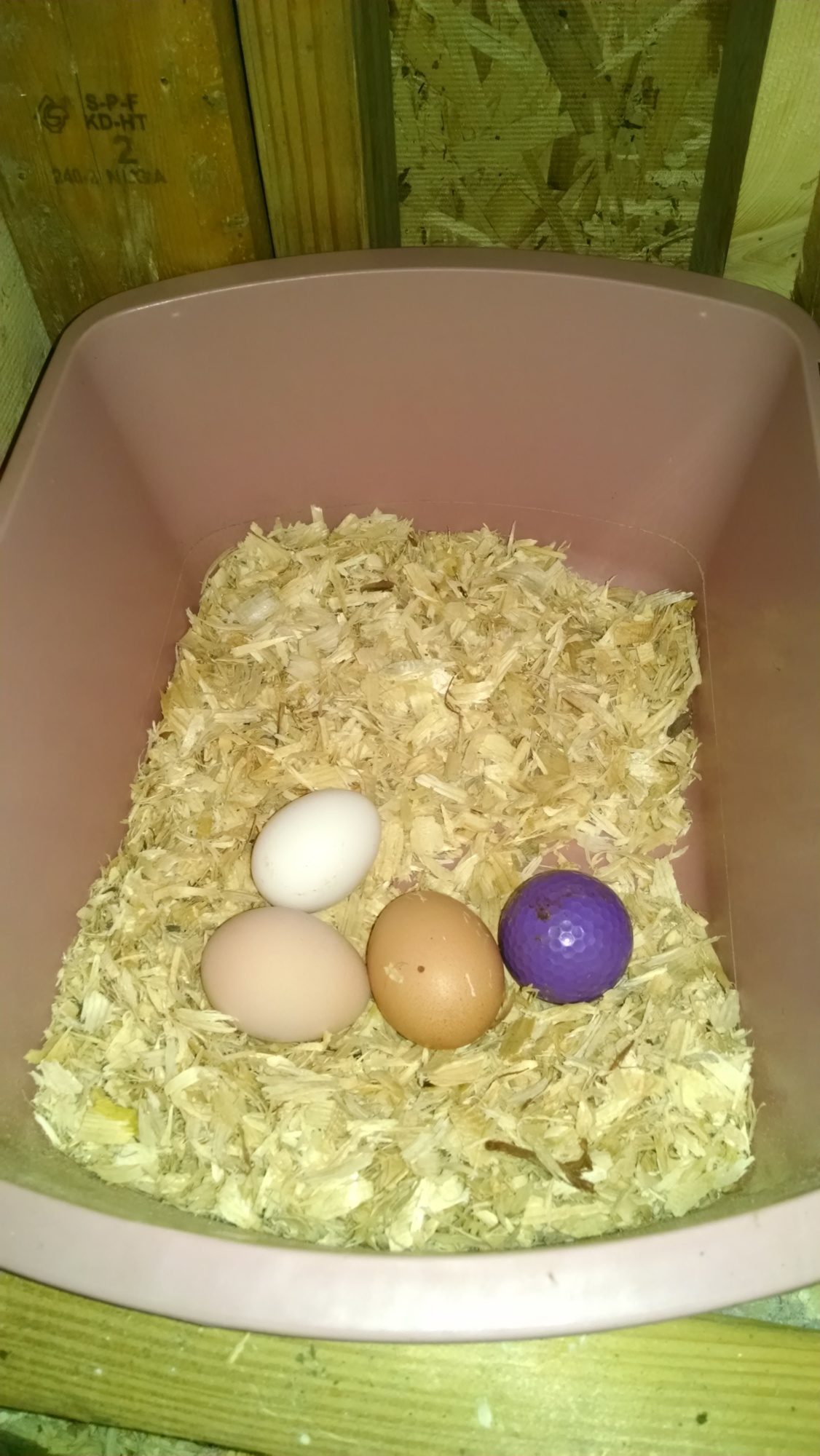 Fresh eggs!!