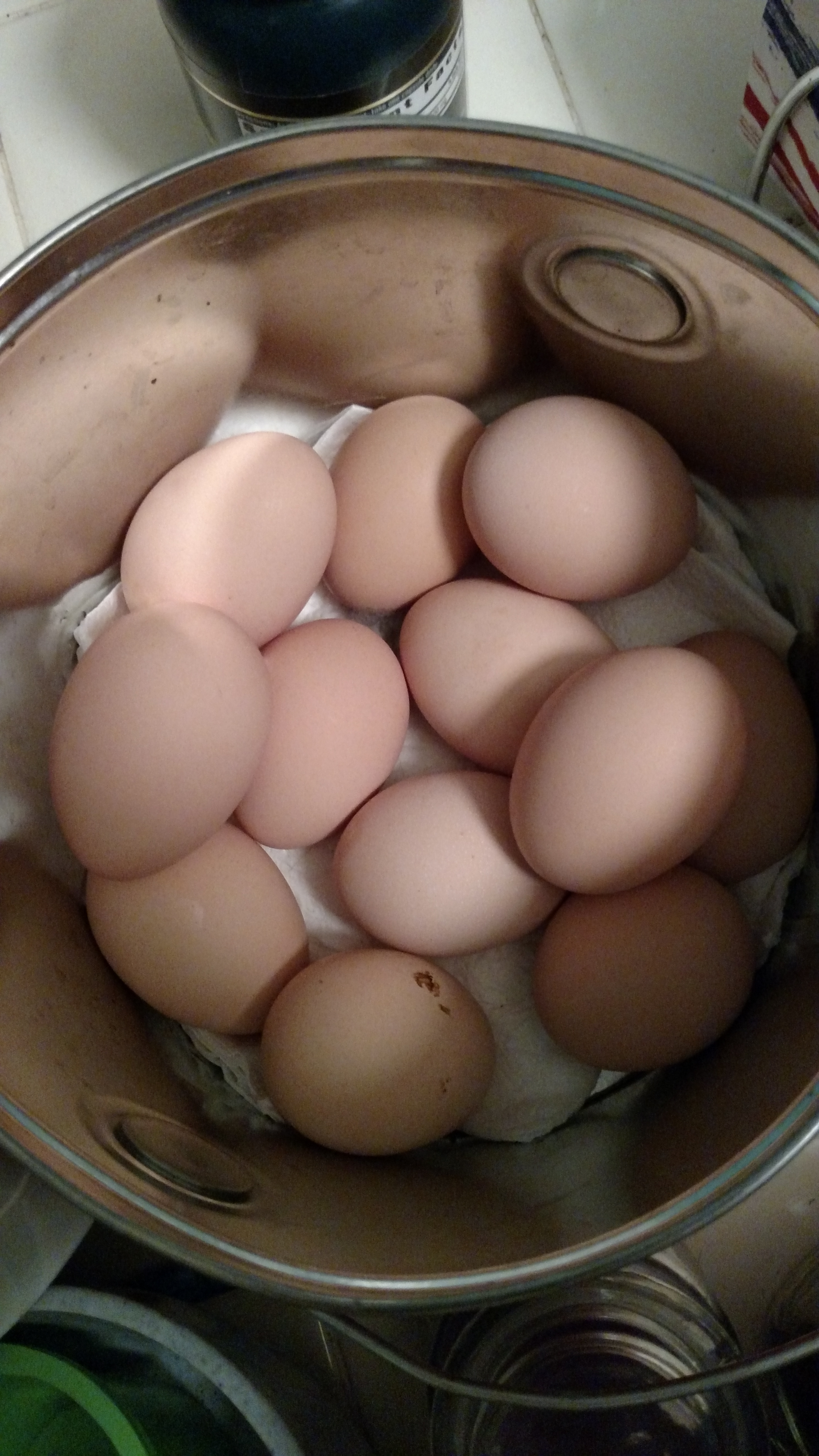 Fresh eggs!