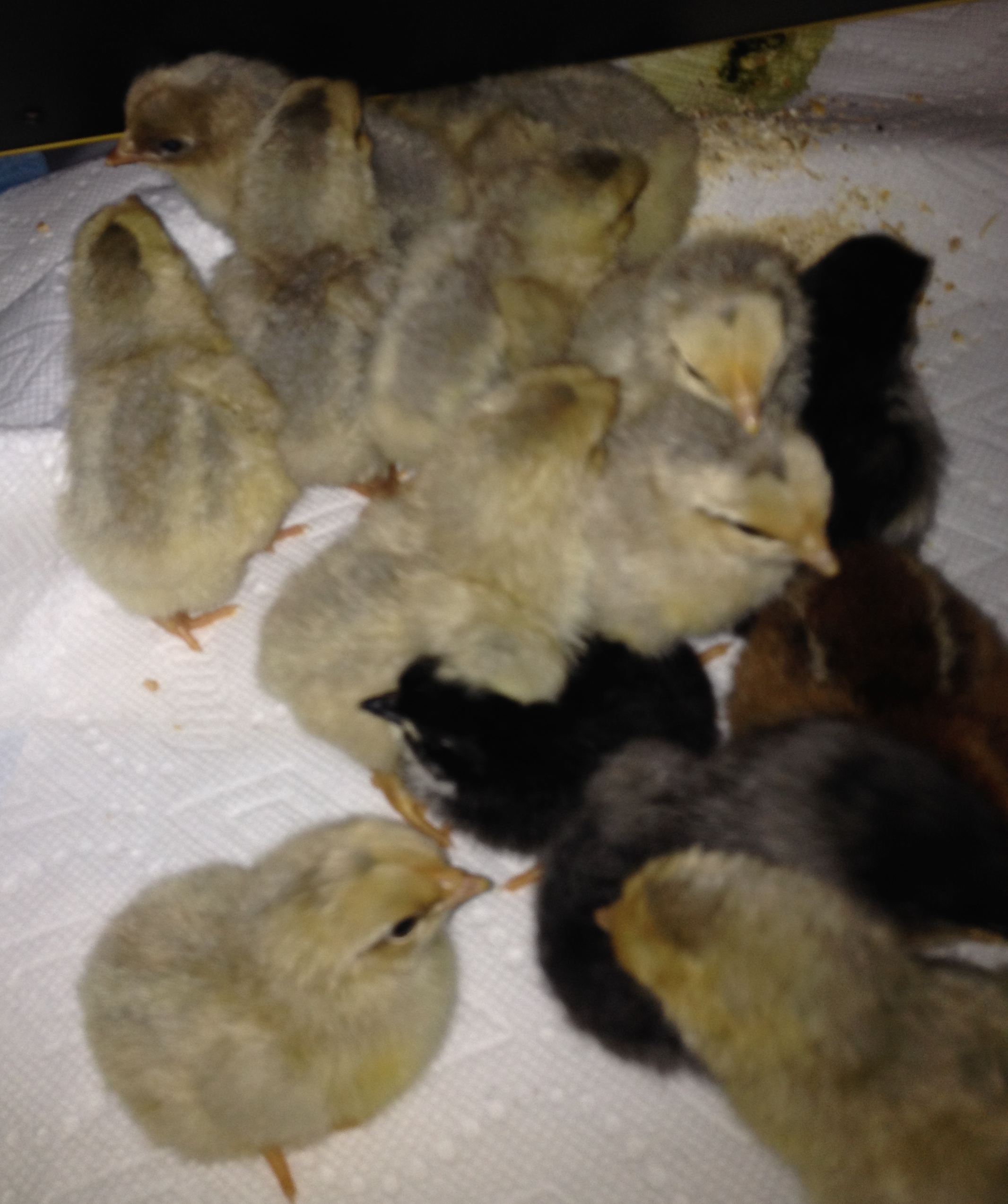 Fresh from the incubator!