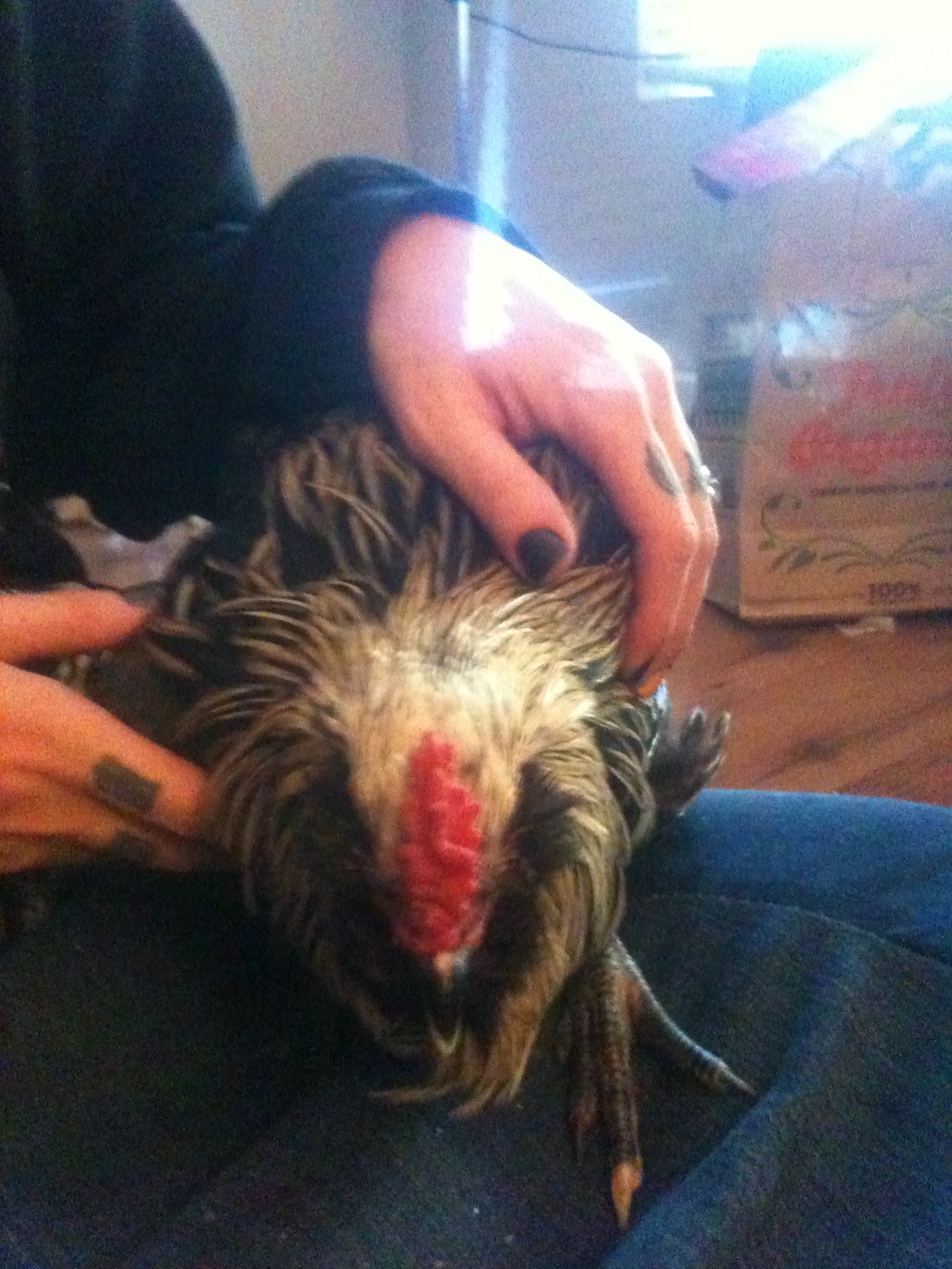 Fresno (Maran) Rooster (He was pretty)