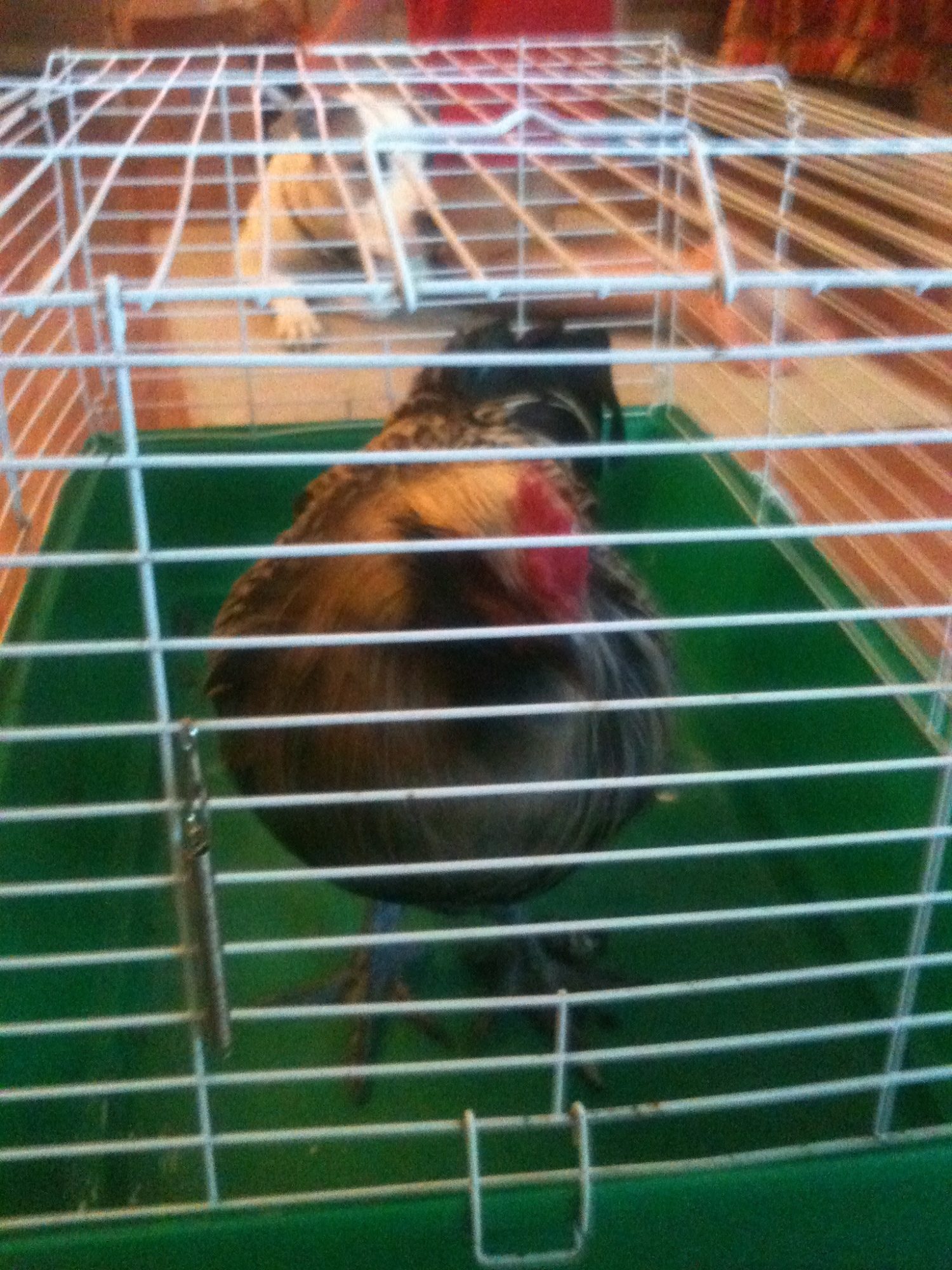 Fresno (Maran) Rooster