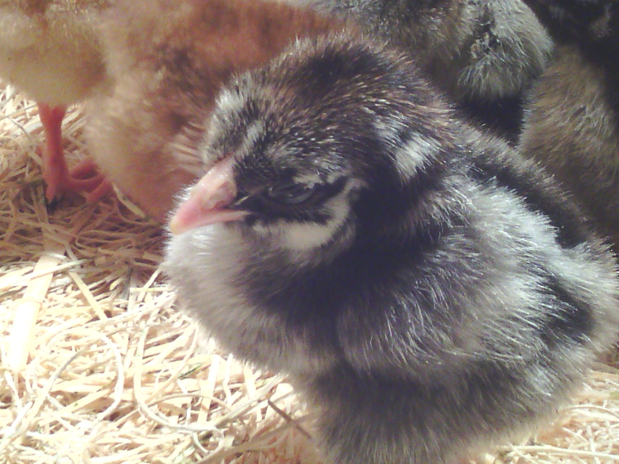 Freya 2 days old