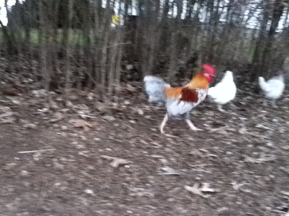 Fricassee and his hens