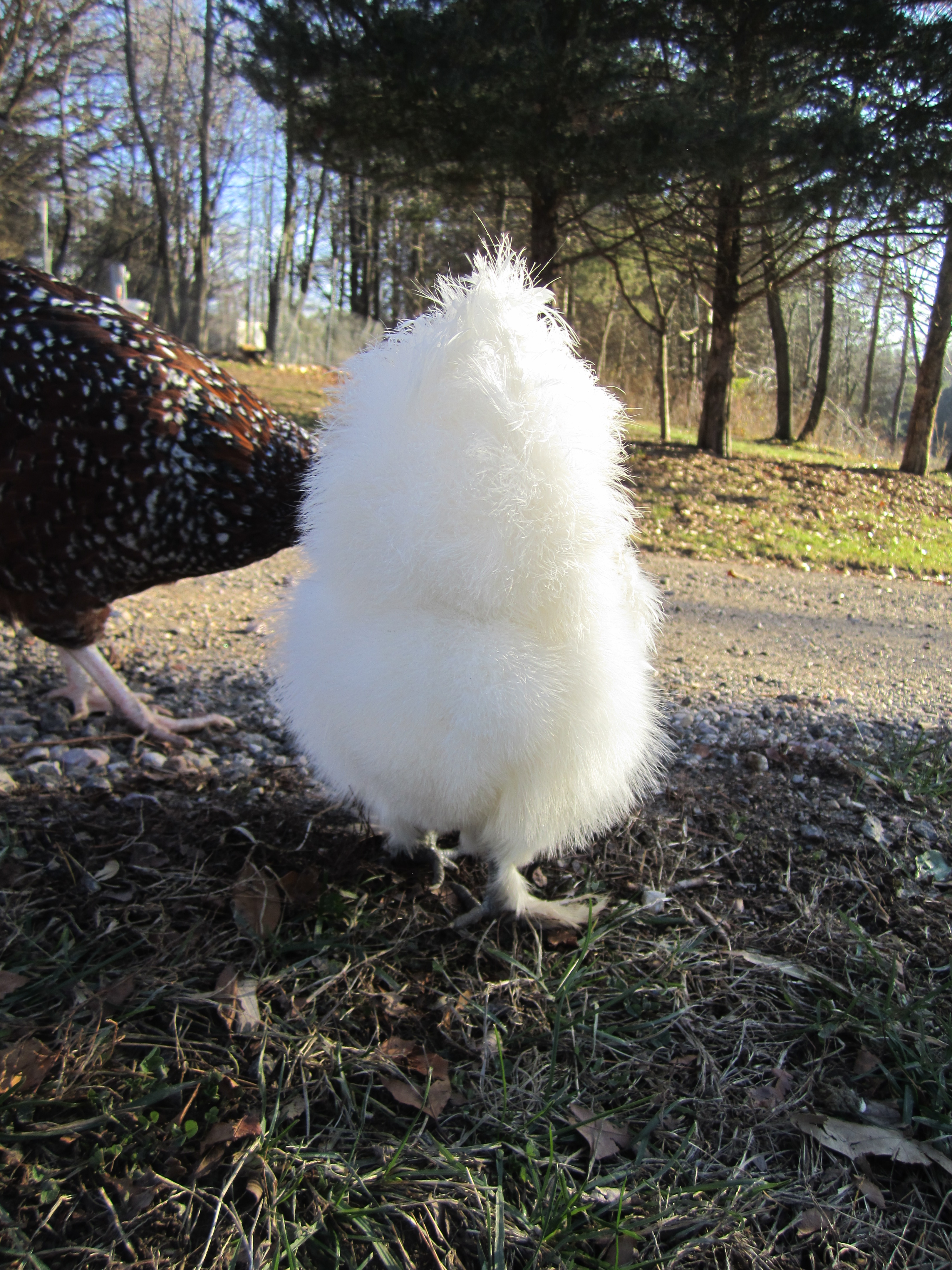 Frieda has one fluffy butt.