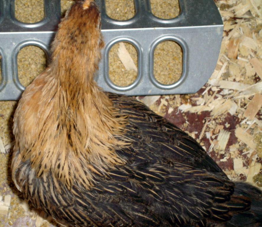 "Friendly", an Easter Egger chick.