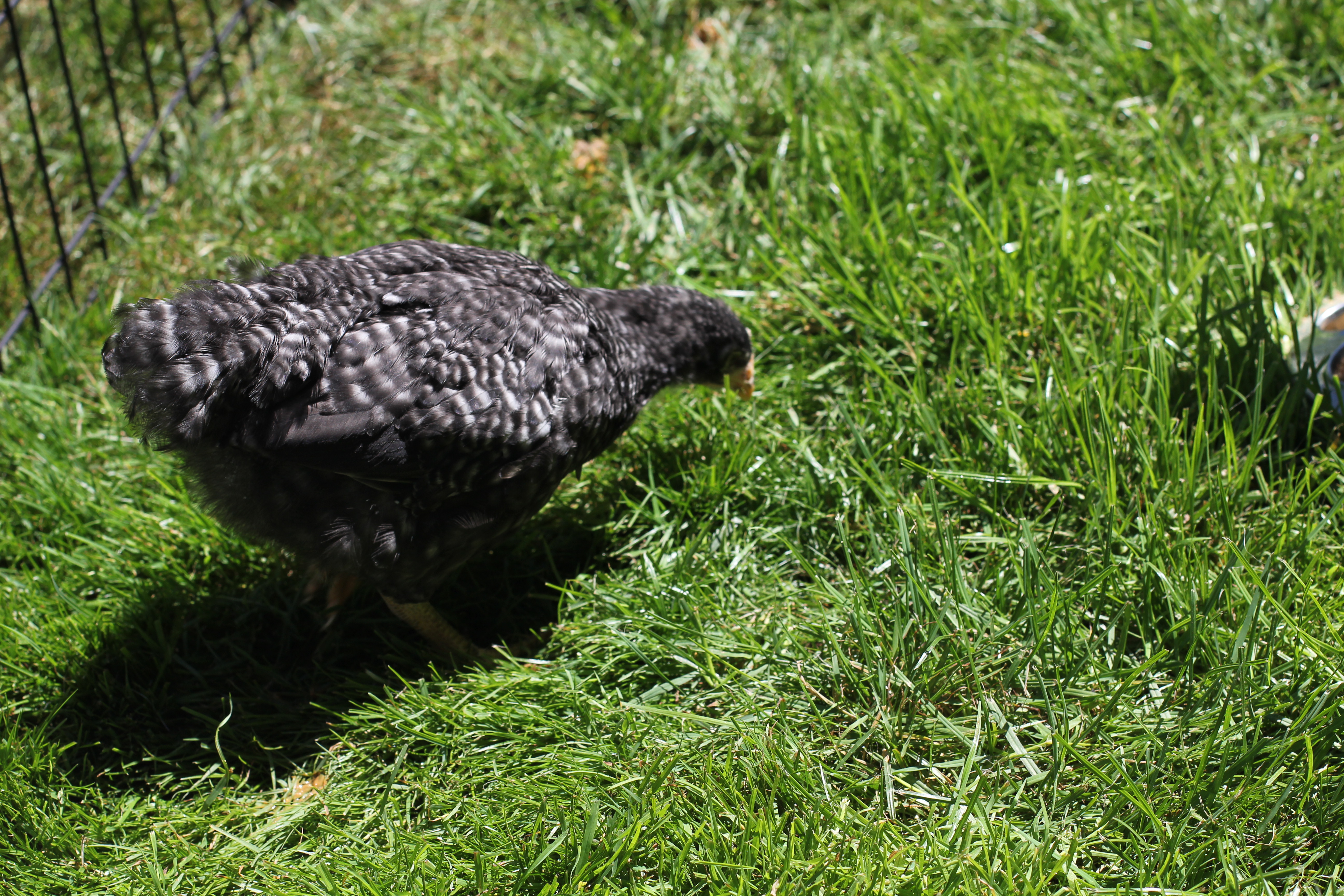 Frigate the Barred Rock.