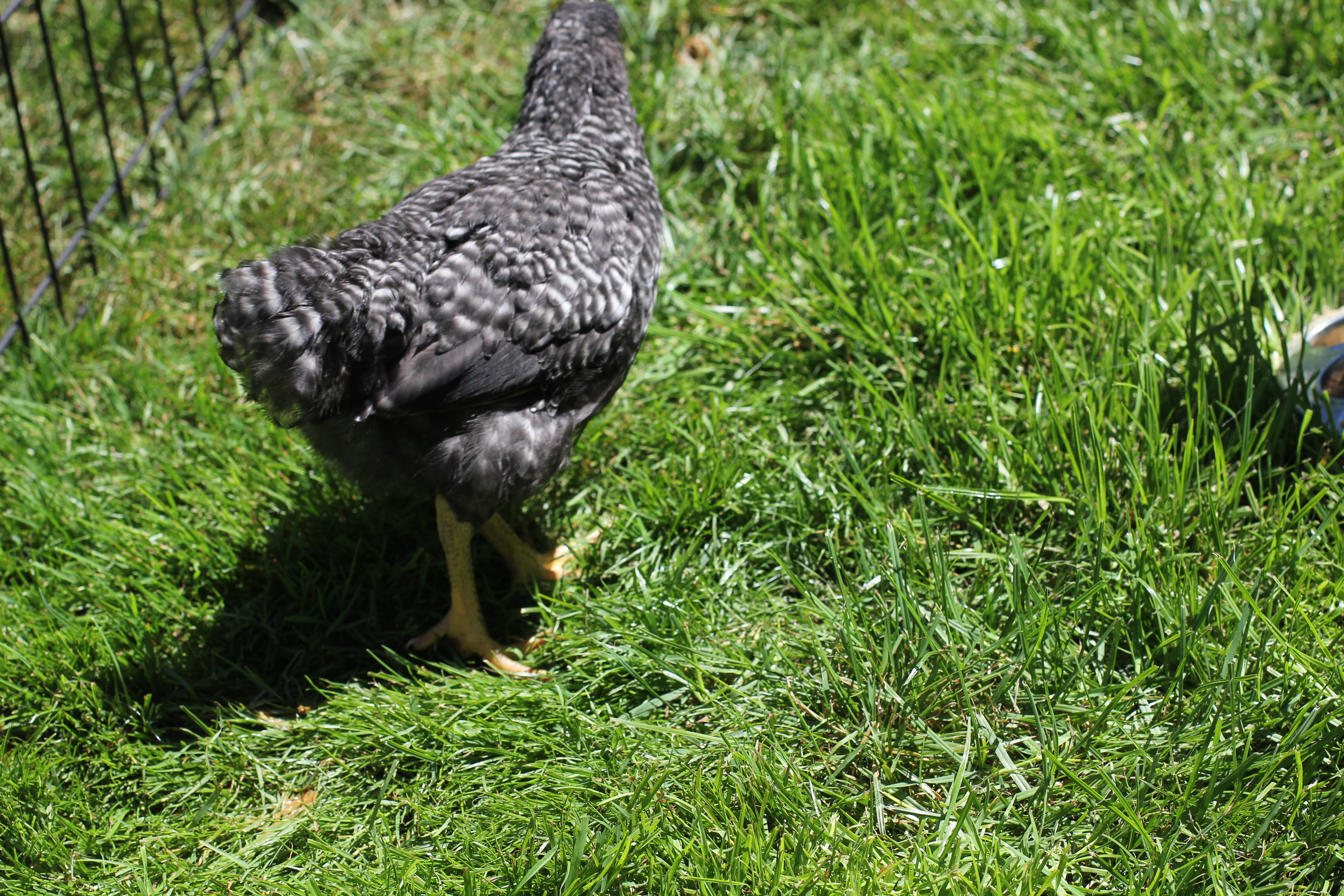 Frigate the Barred Rock