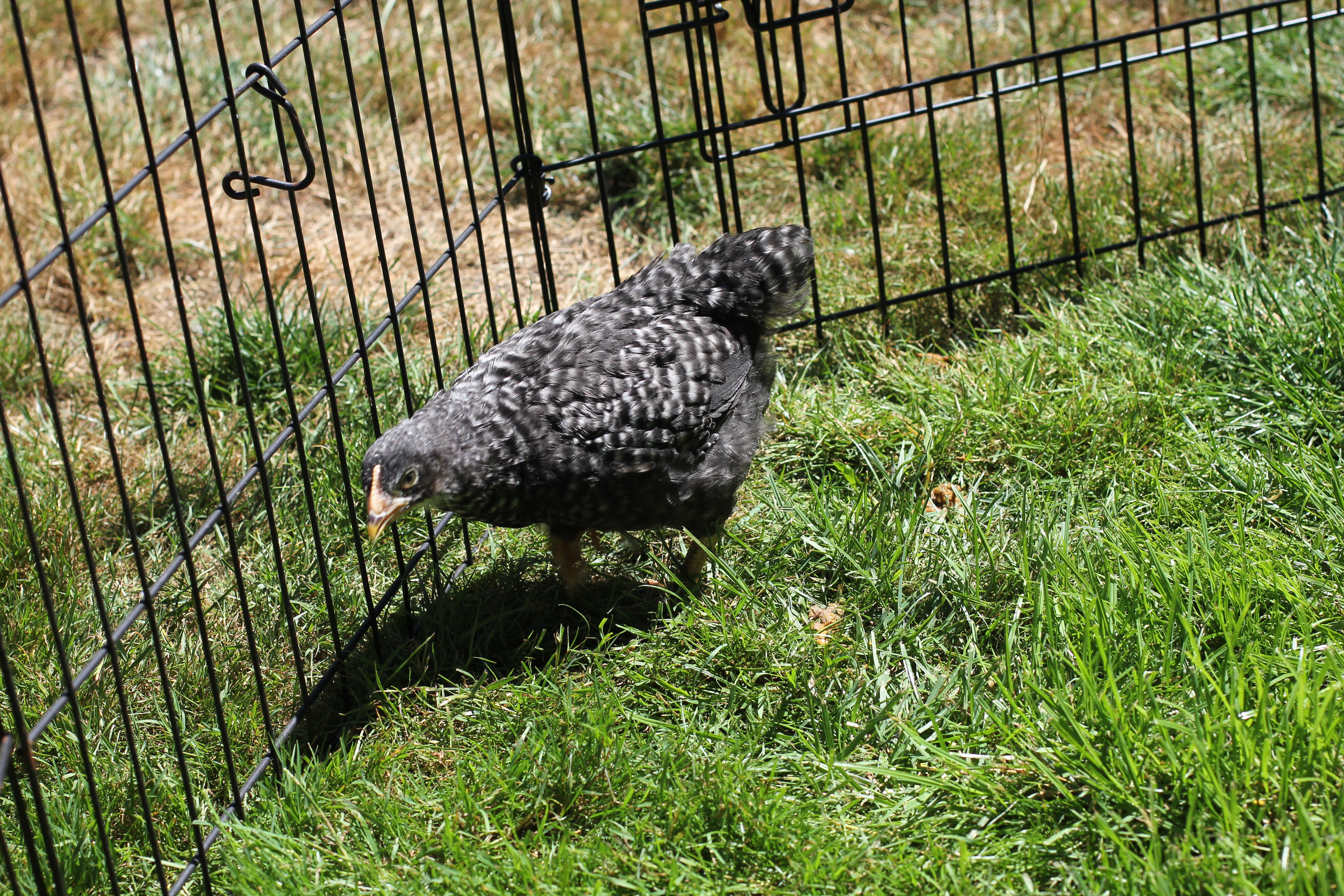 Frigate the Barred Rock