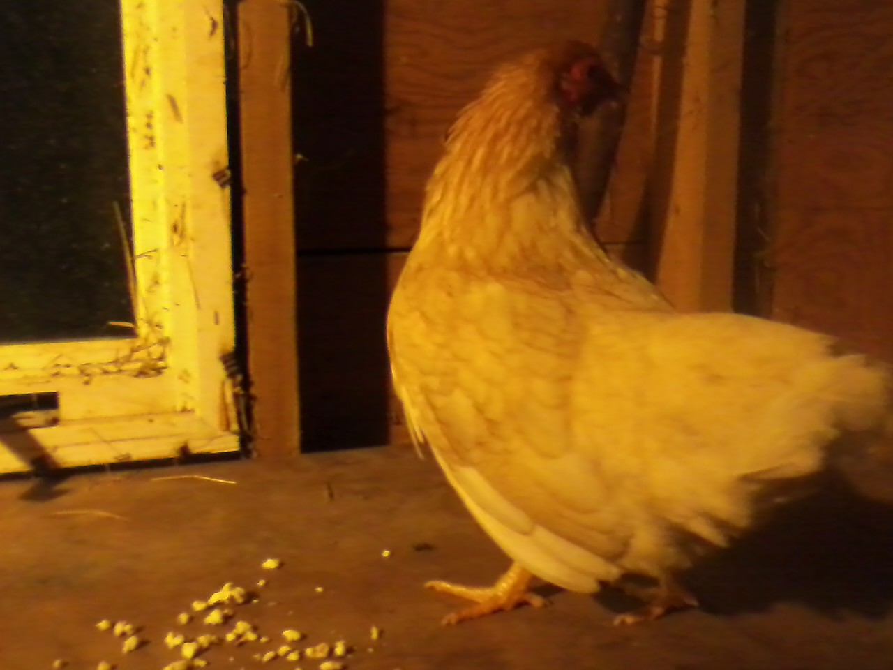 Frittata, a new Red Pyle Plymouth Rock that I picked up from Bob Murphy...