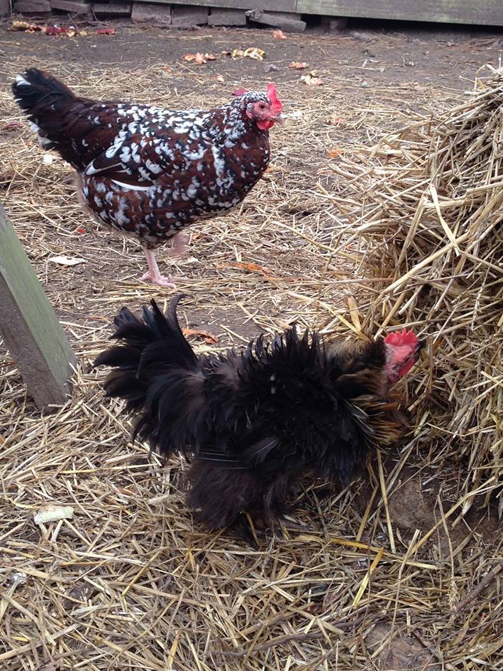 Friz is our Cochin and Whitie in the back.  Poor Friz went into molt and came out looking like this with less feathers than the others!