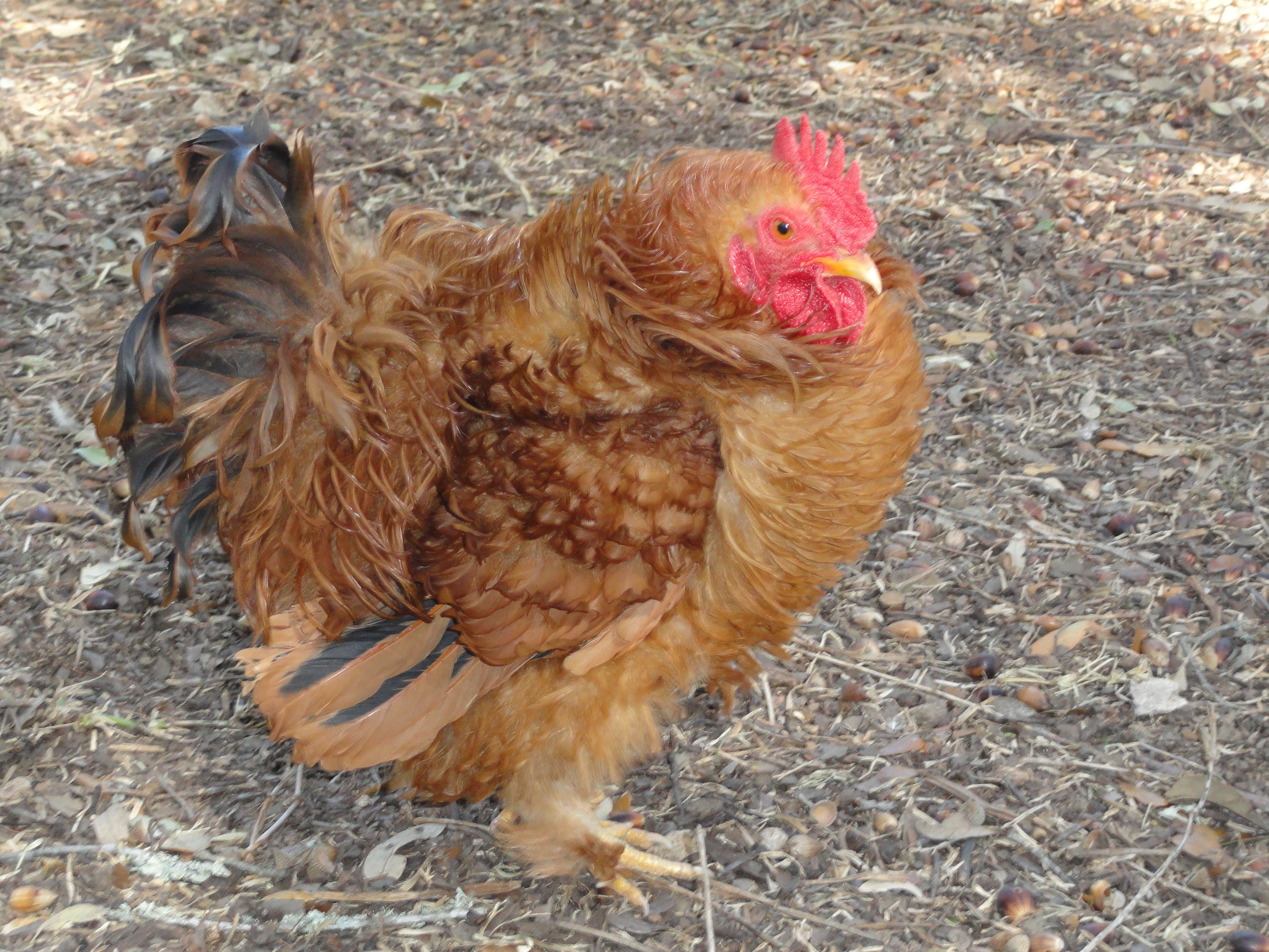 "Friz" (Red Frizzle Bantam Roo)