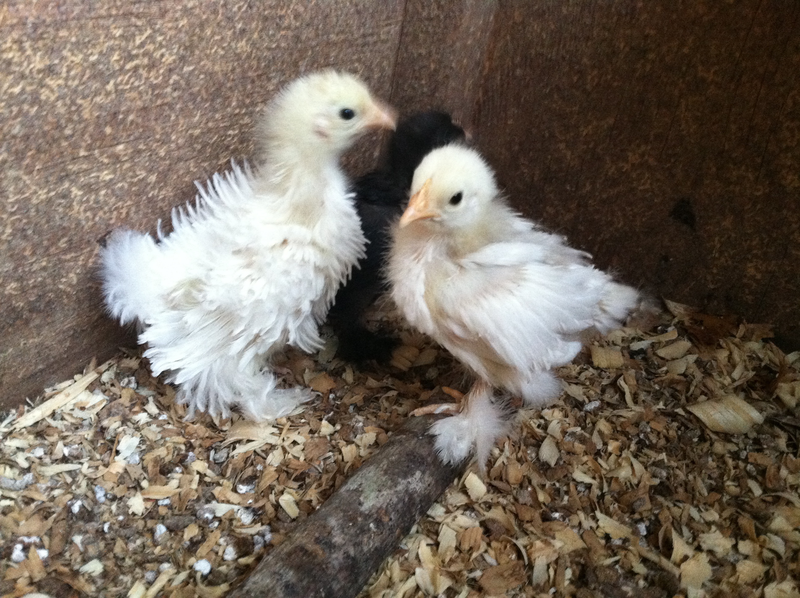 Frizz and her brooder mates