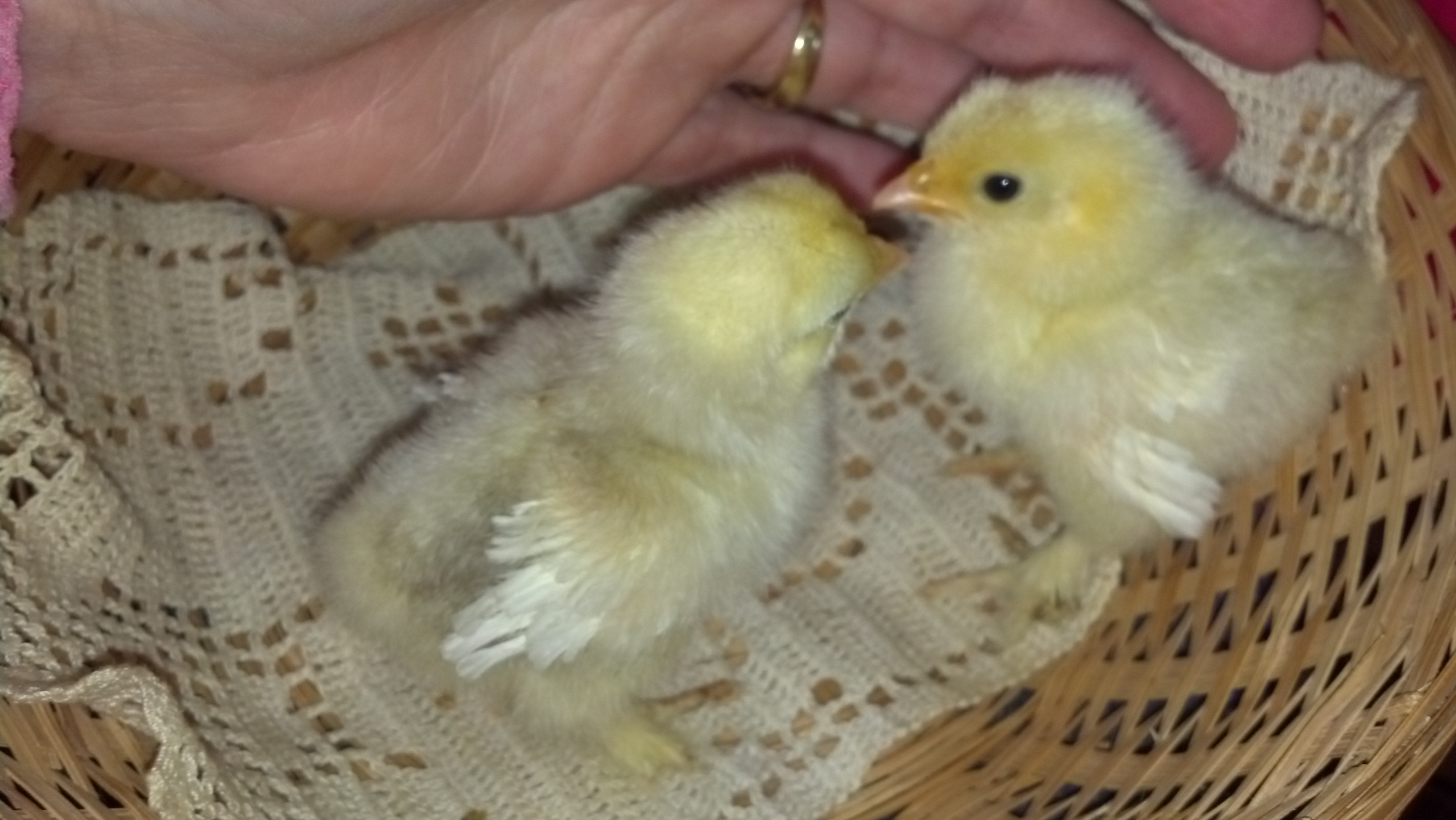 'Frizz' & 'Tiny' Adorable little Bantam babies