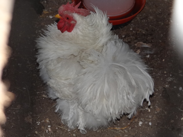 Frizzel Pekin