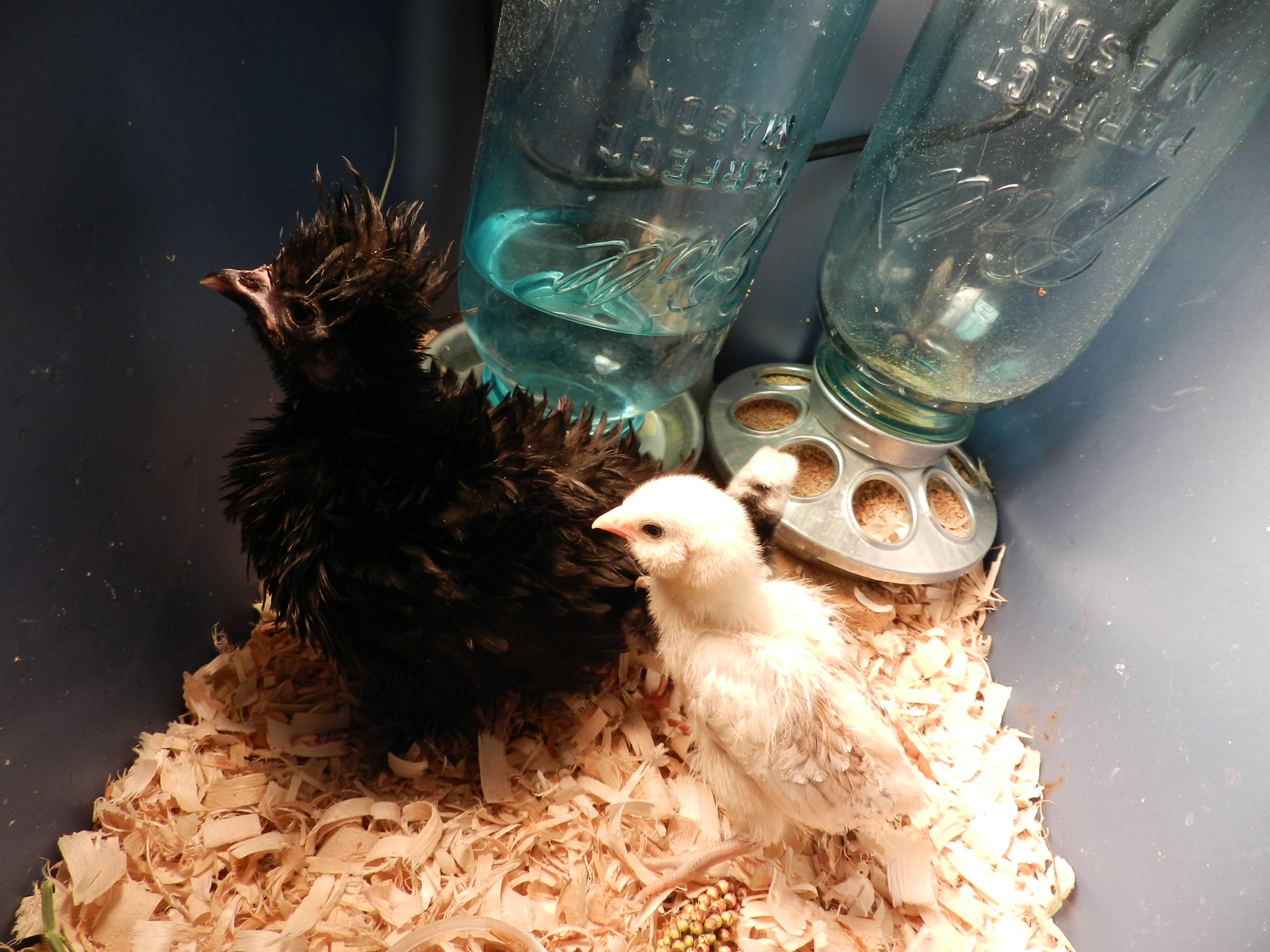 Frizzle, Ameraucana, Mockingjay, omelette