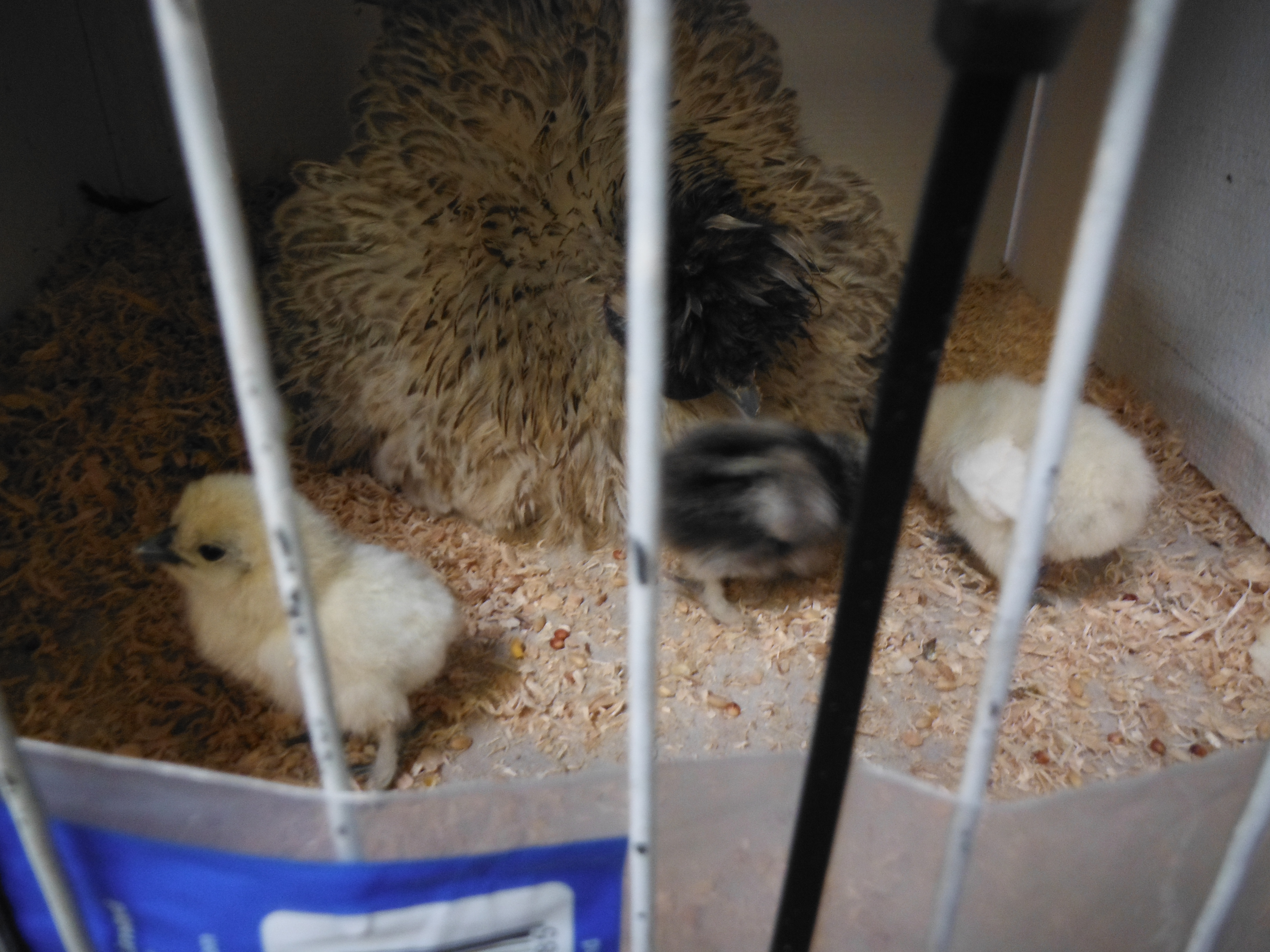 frizzle and chicks at moss vale poultry auction