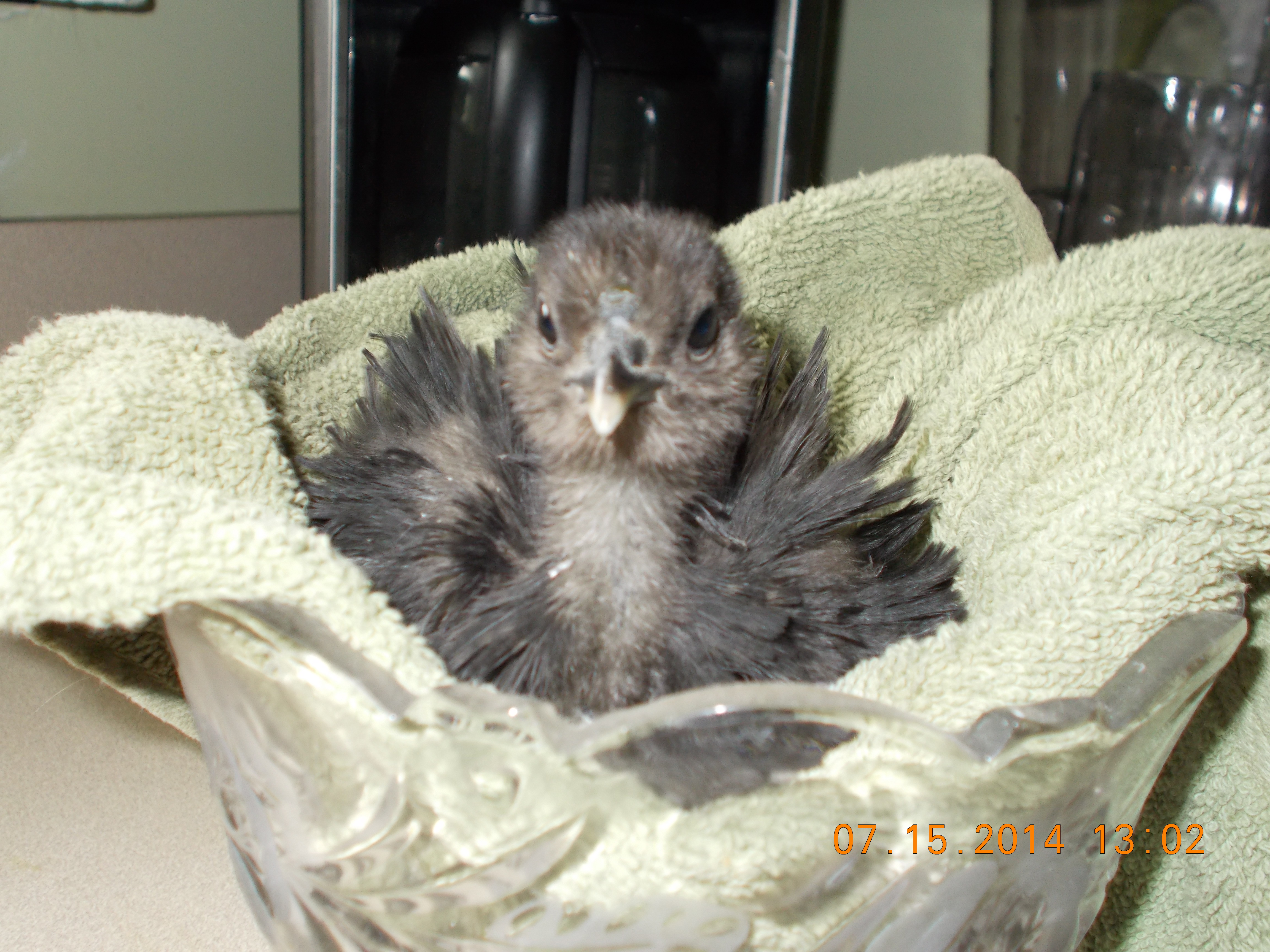 Frizzle at 3 weeks, she is so tiny that she can fit in one of my vases.