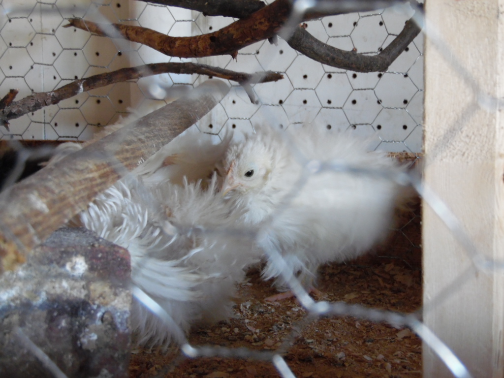 Frizzle babies 5 weeks