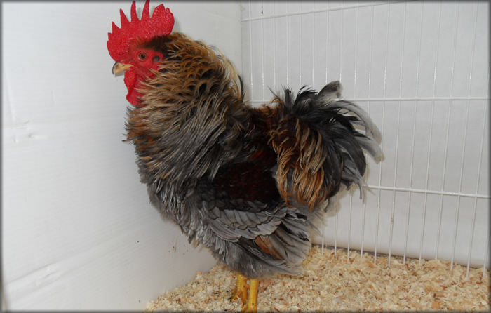 Frizzle Bantam Cockerel
